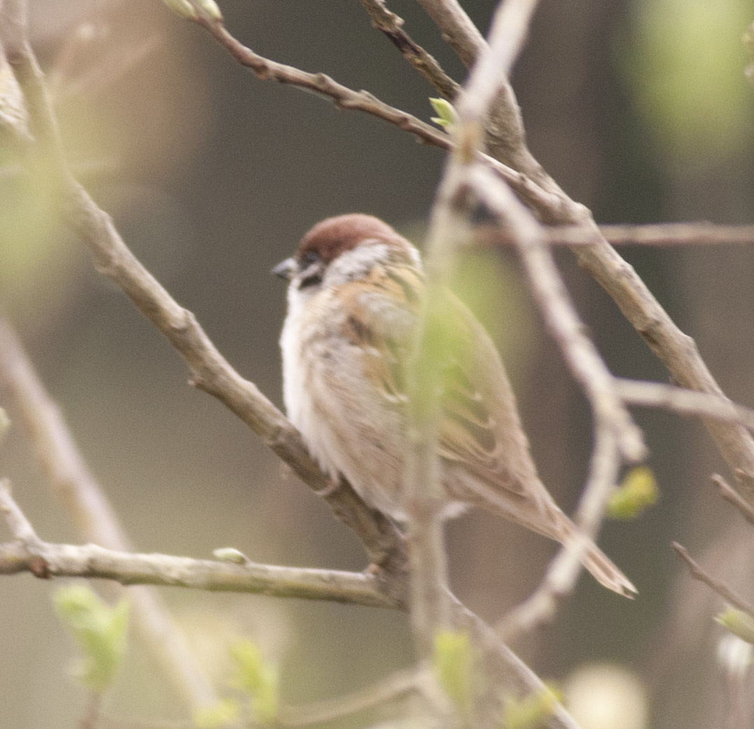 Tree Sparrow