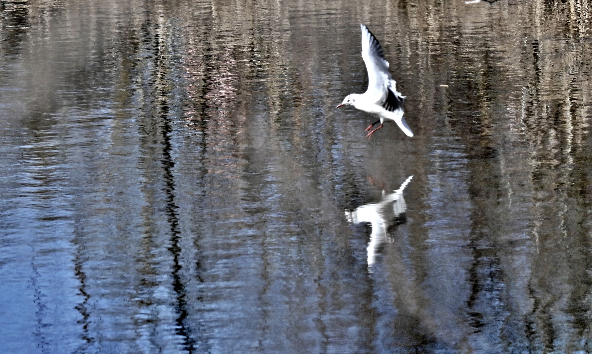 Gabbiano in volo sul fiume