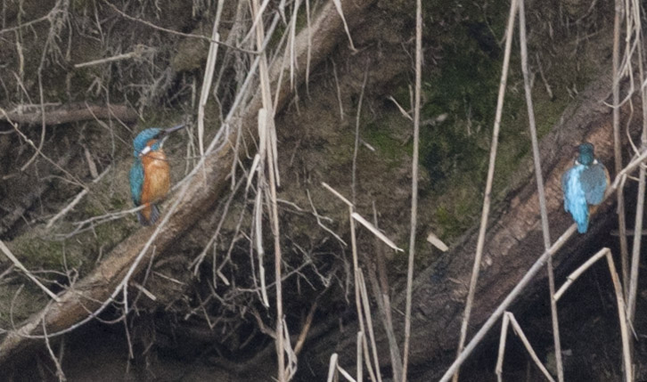 Kingfisher (pair)