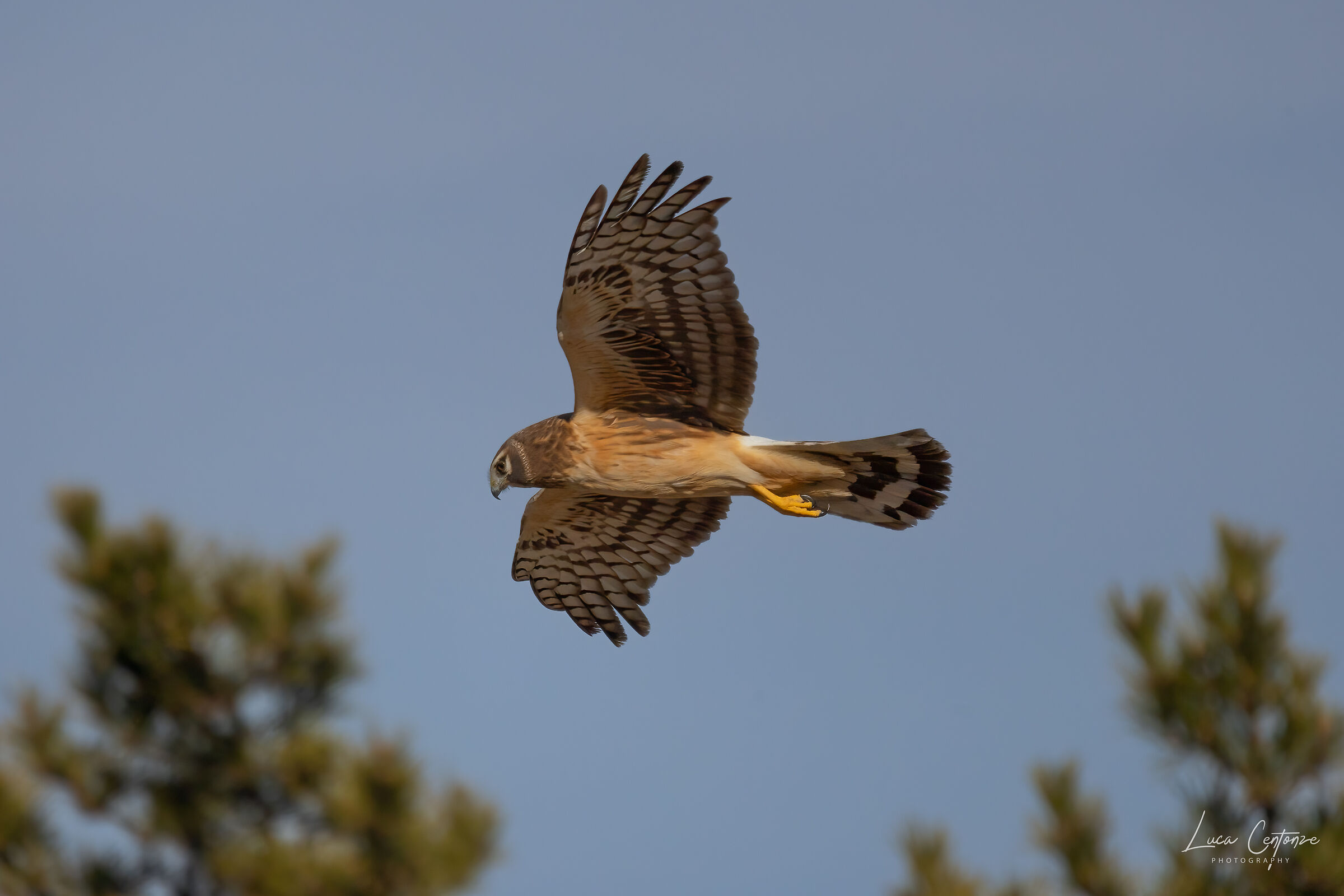Northern Harrier (Circus hudsonius) femmina