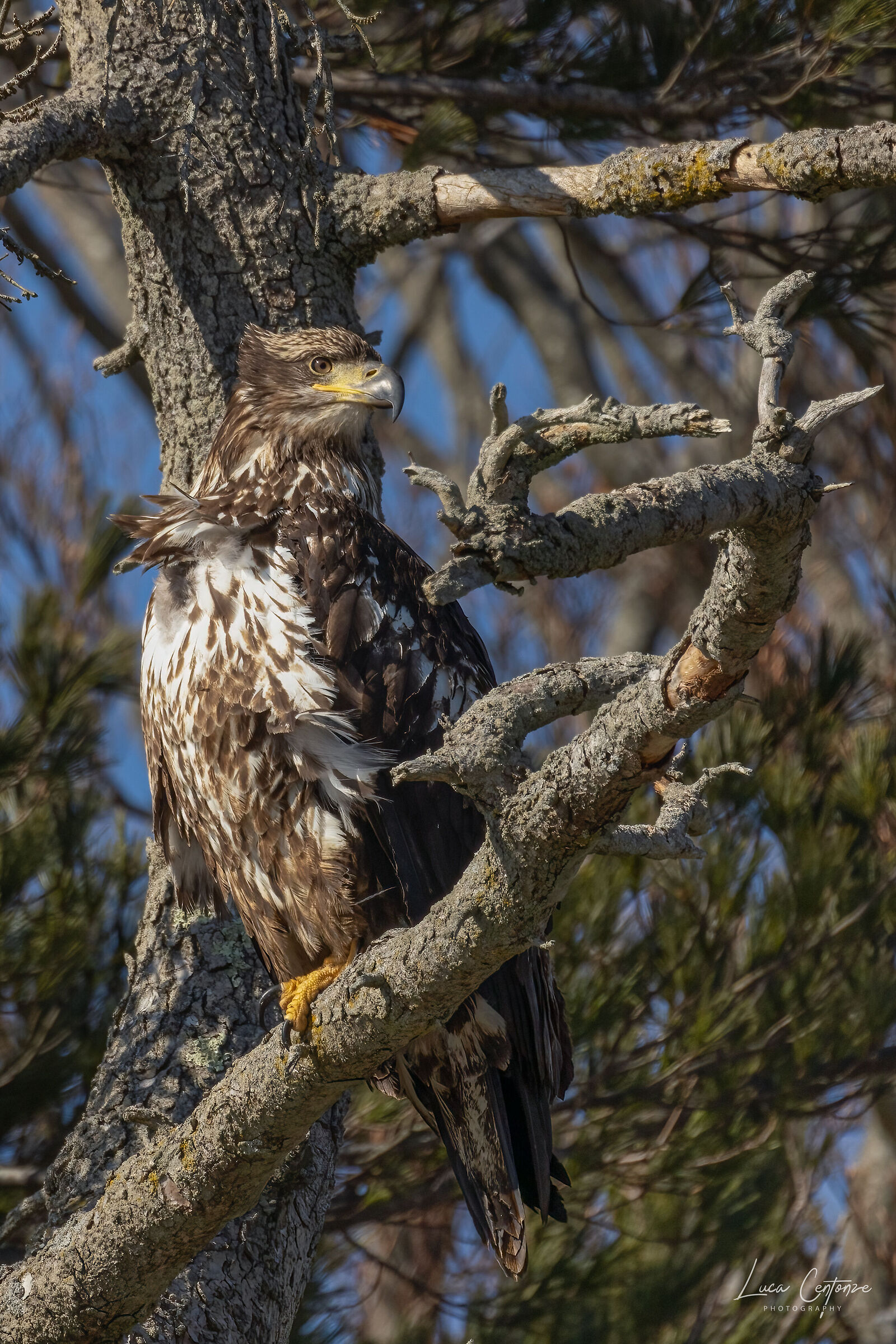 Giovane Bald Eagle (Haliaeetus leucocephalus)