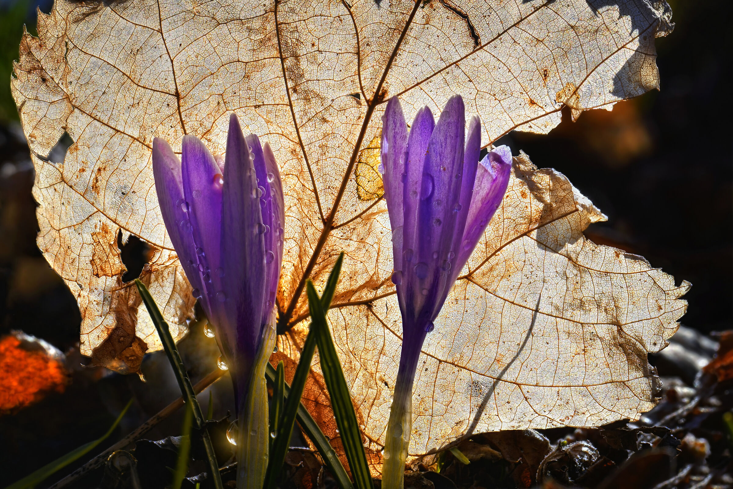 In the shade of a warm sun