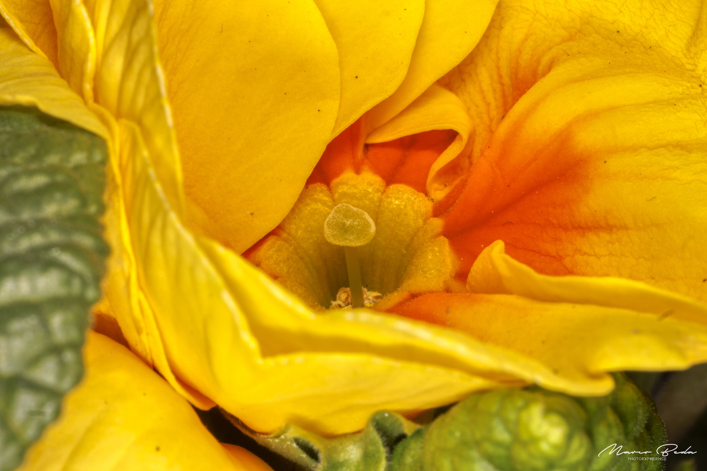 primula