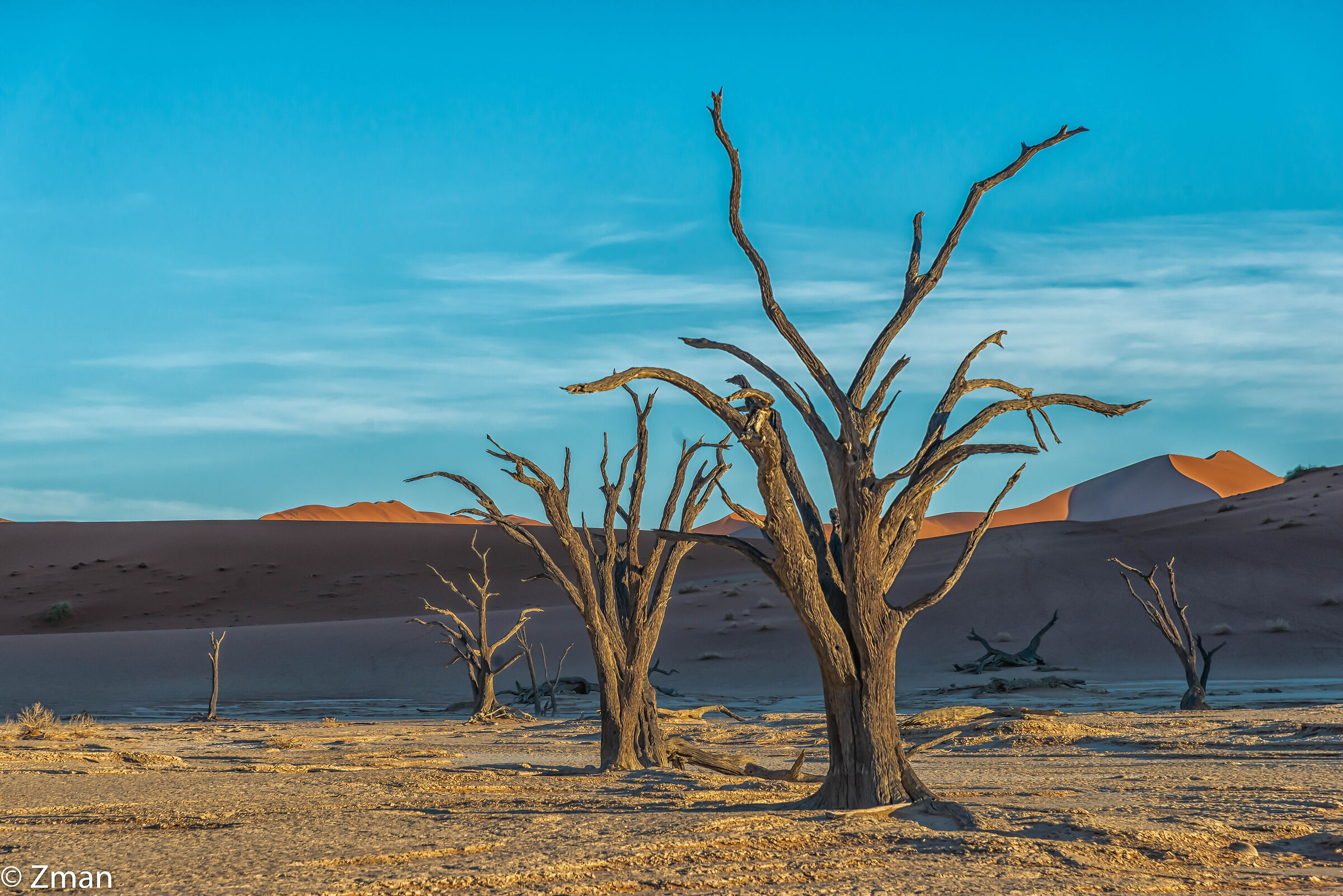 Alberi muoiono in piedi