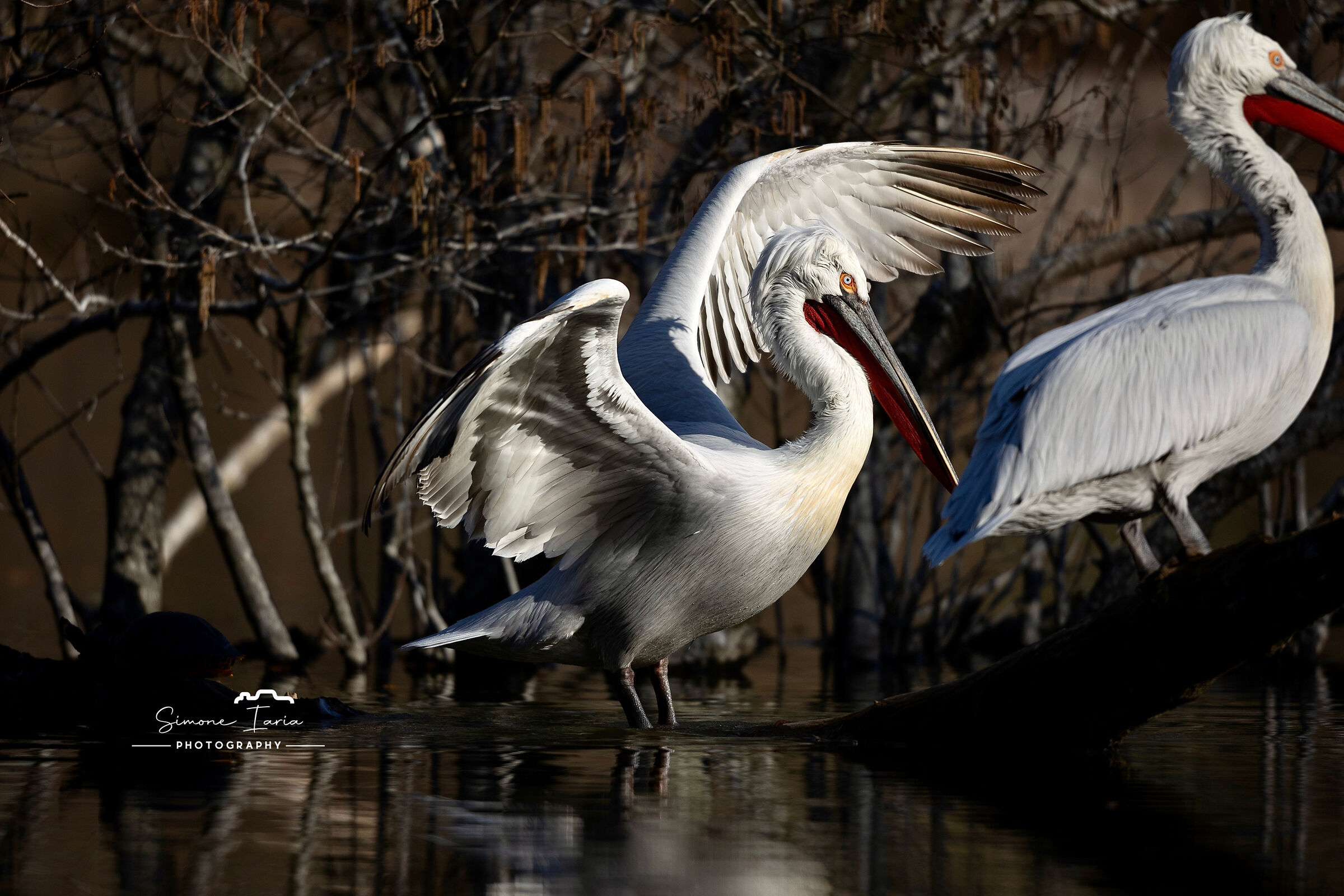 curly pelican