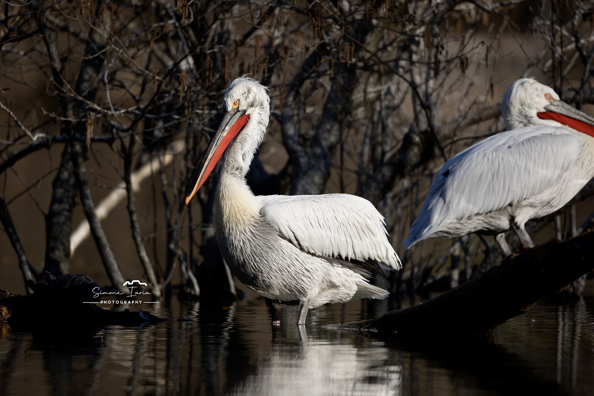 curly pelican