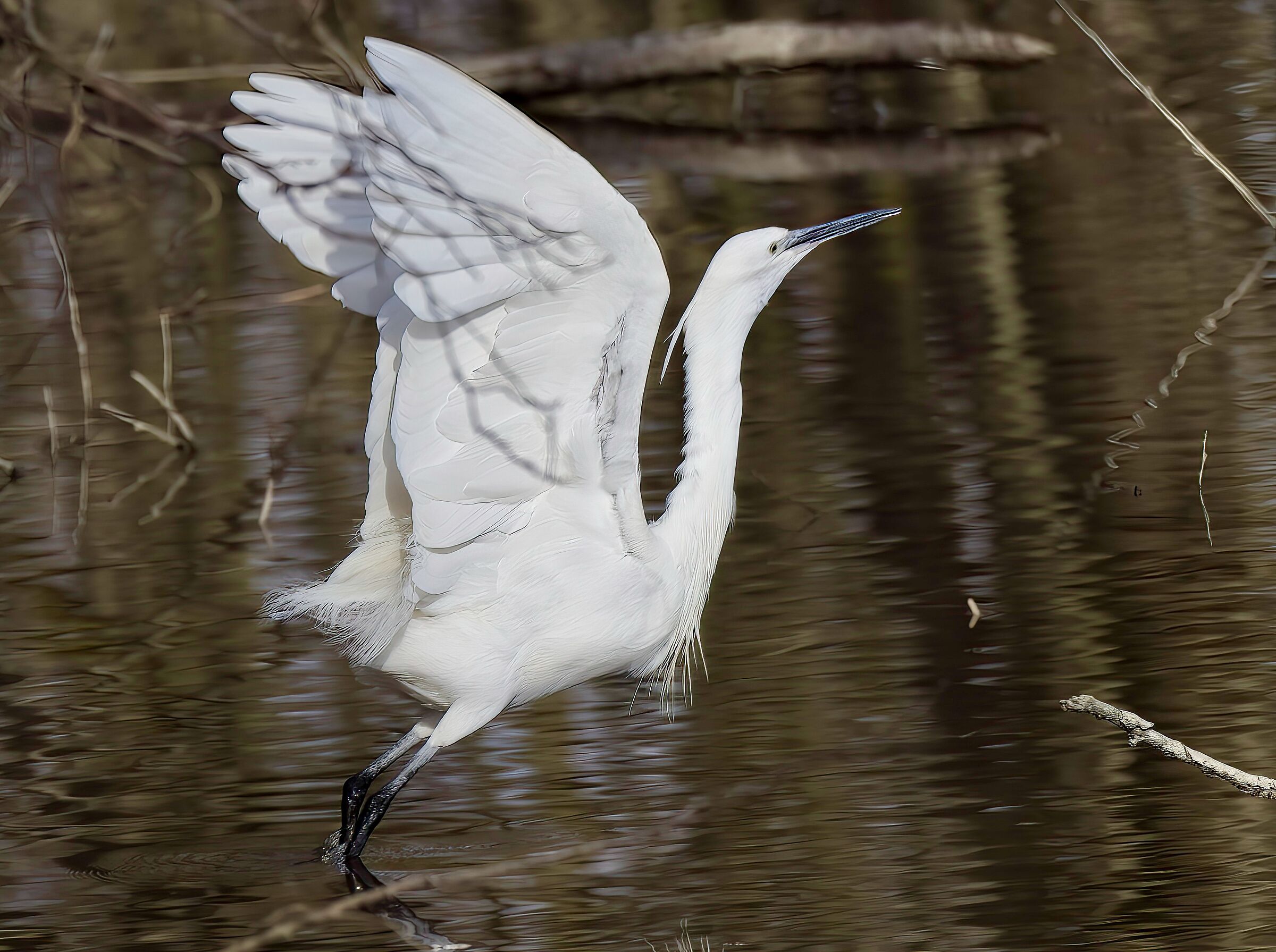 Egret
