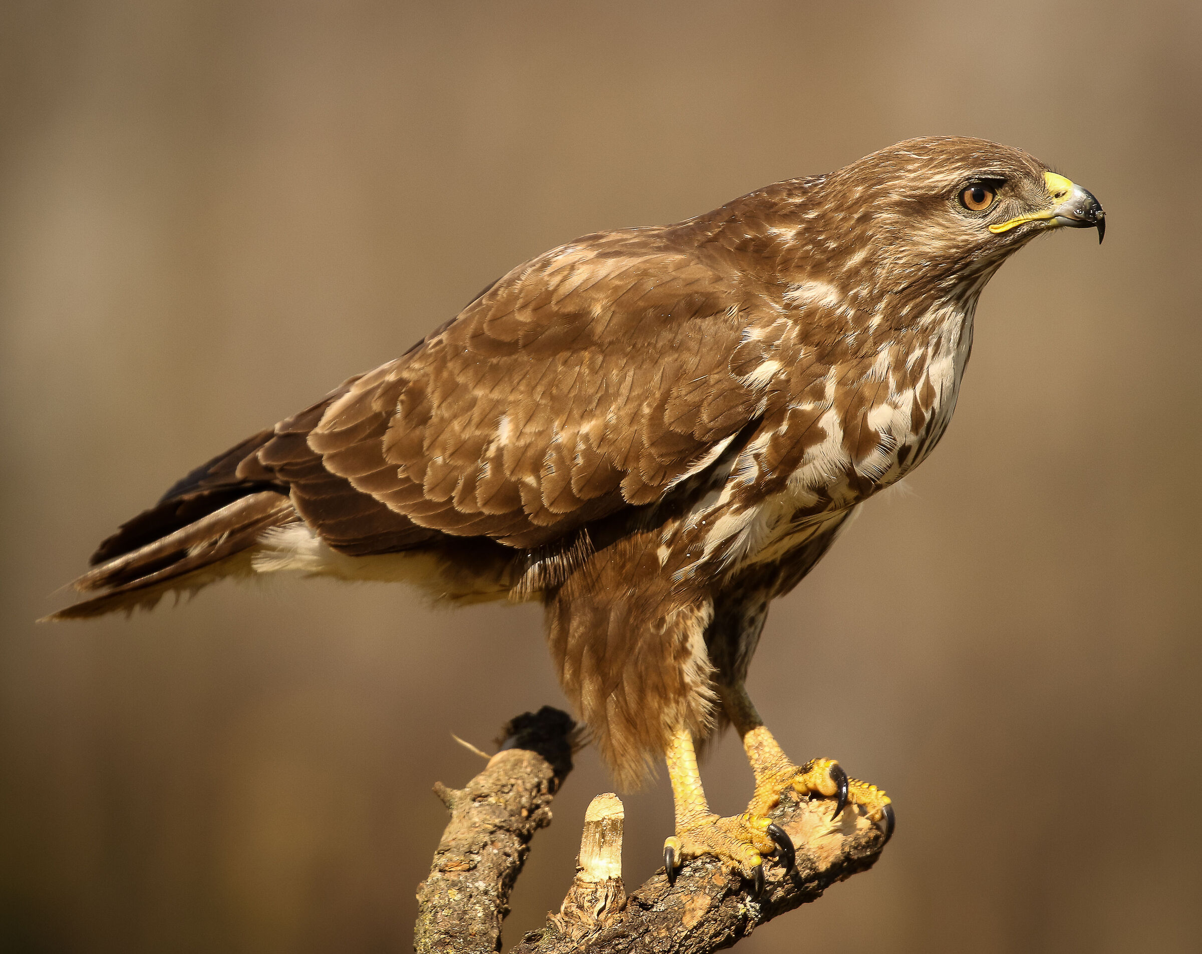 Buzzard - my shed