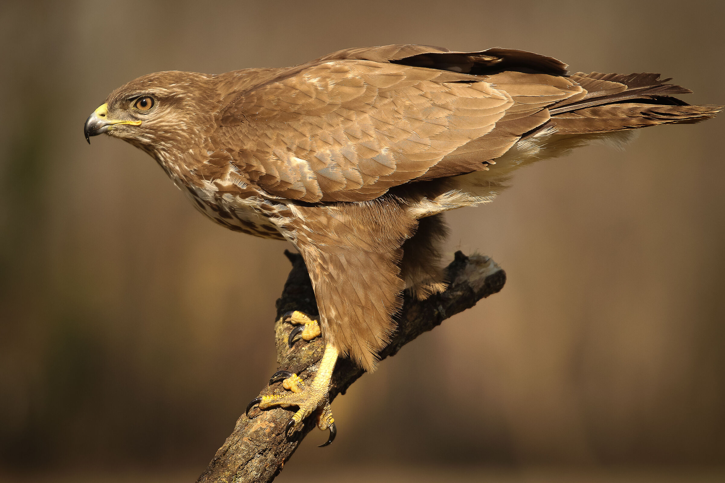 Buzzard - my shed