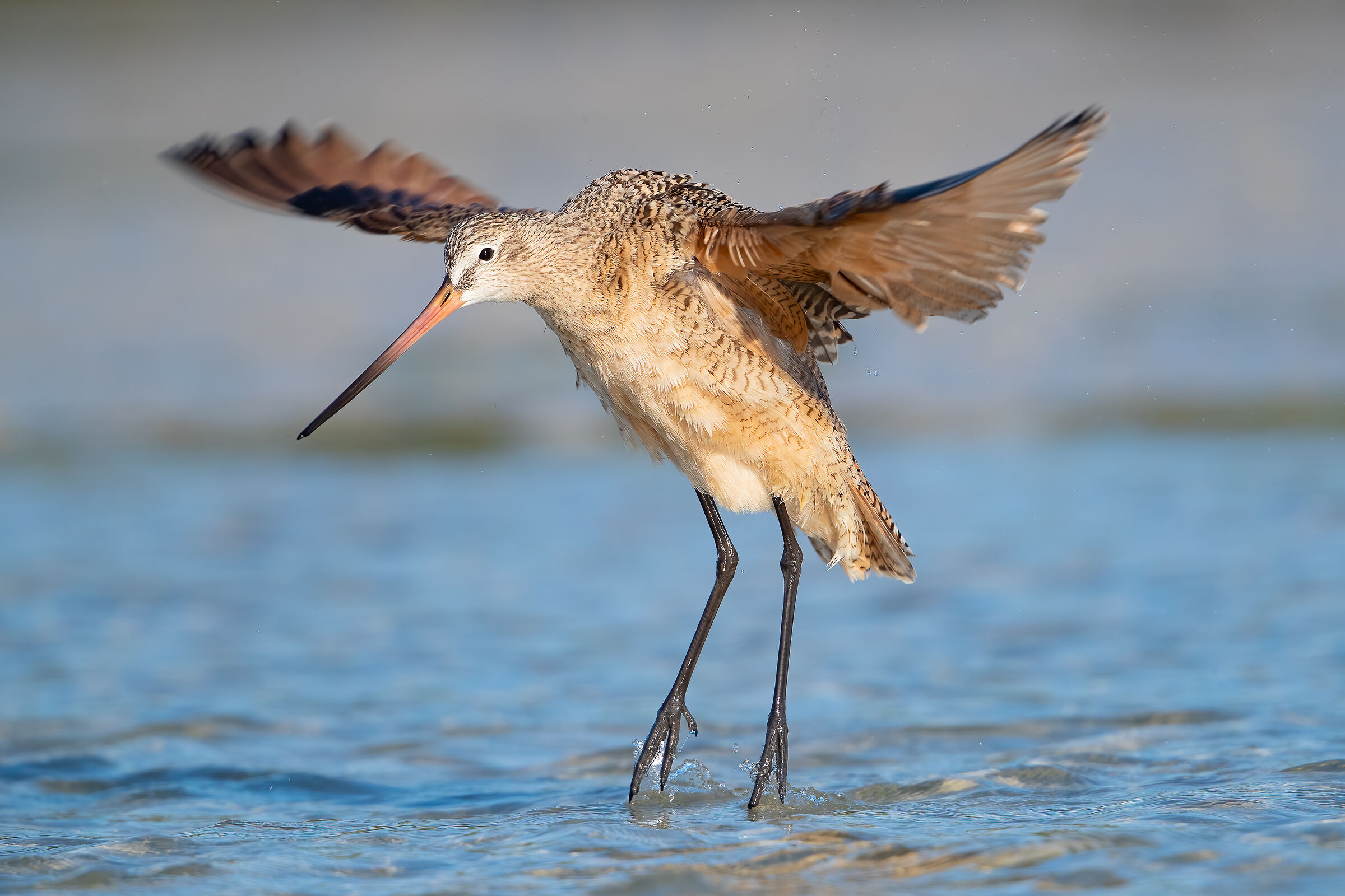 Pittima marmorizzata