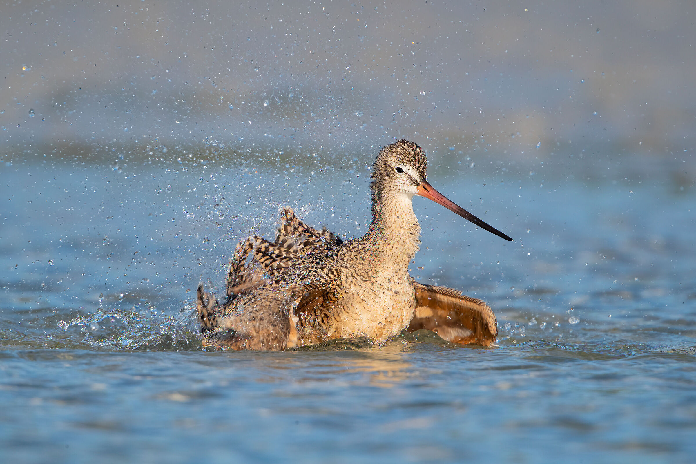 Pittima marmorizzata