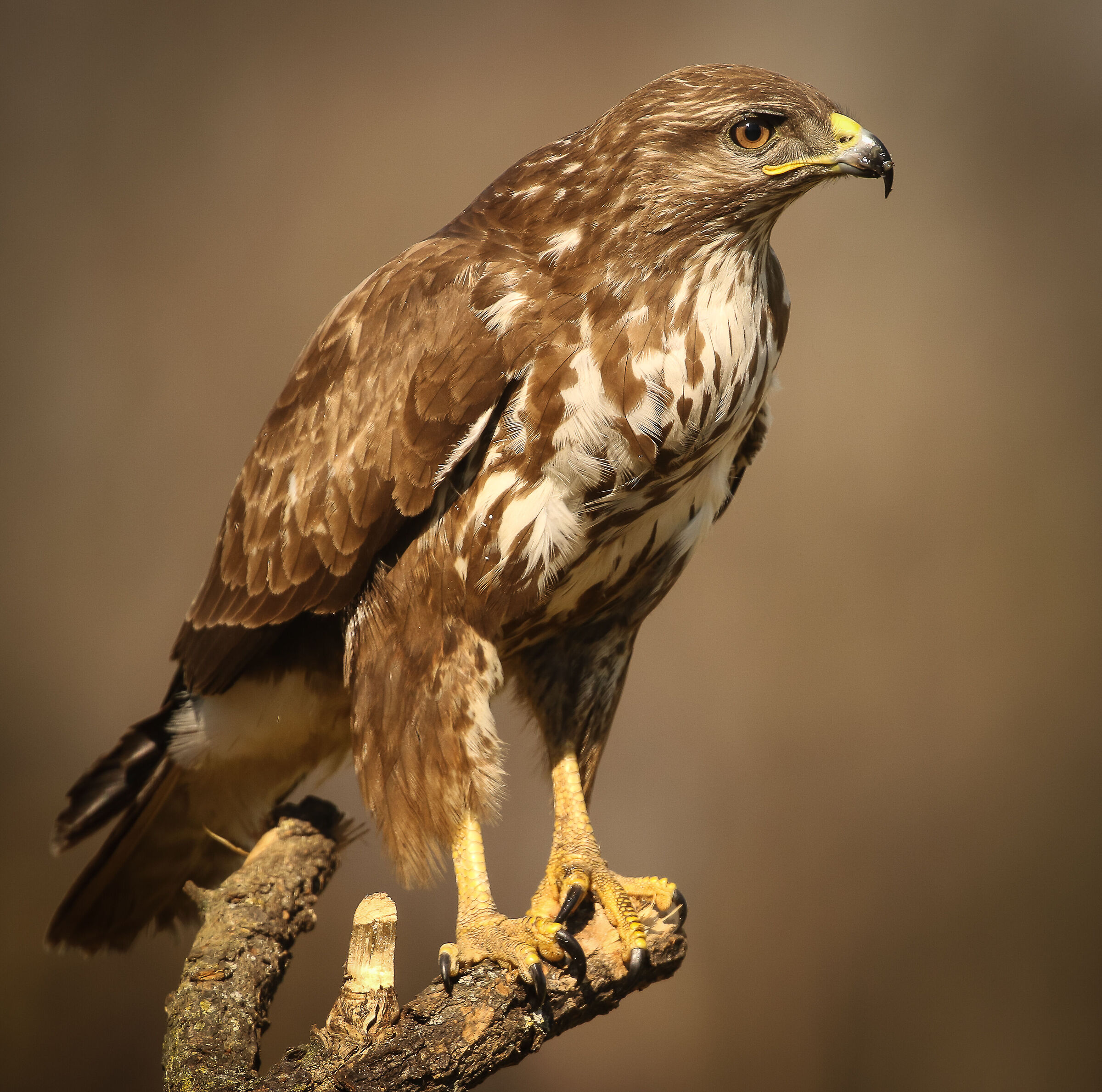Buzzard