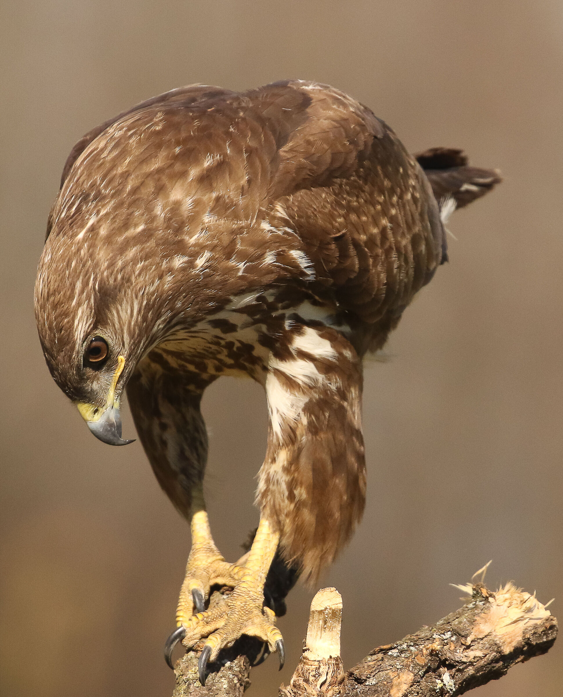 Buzzard