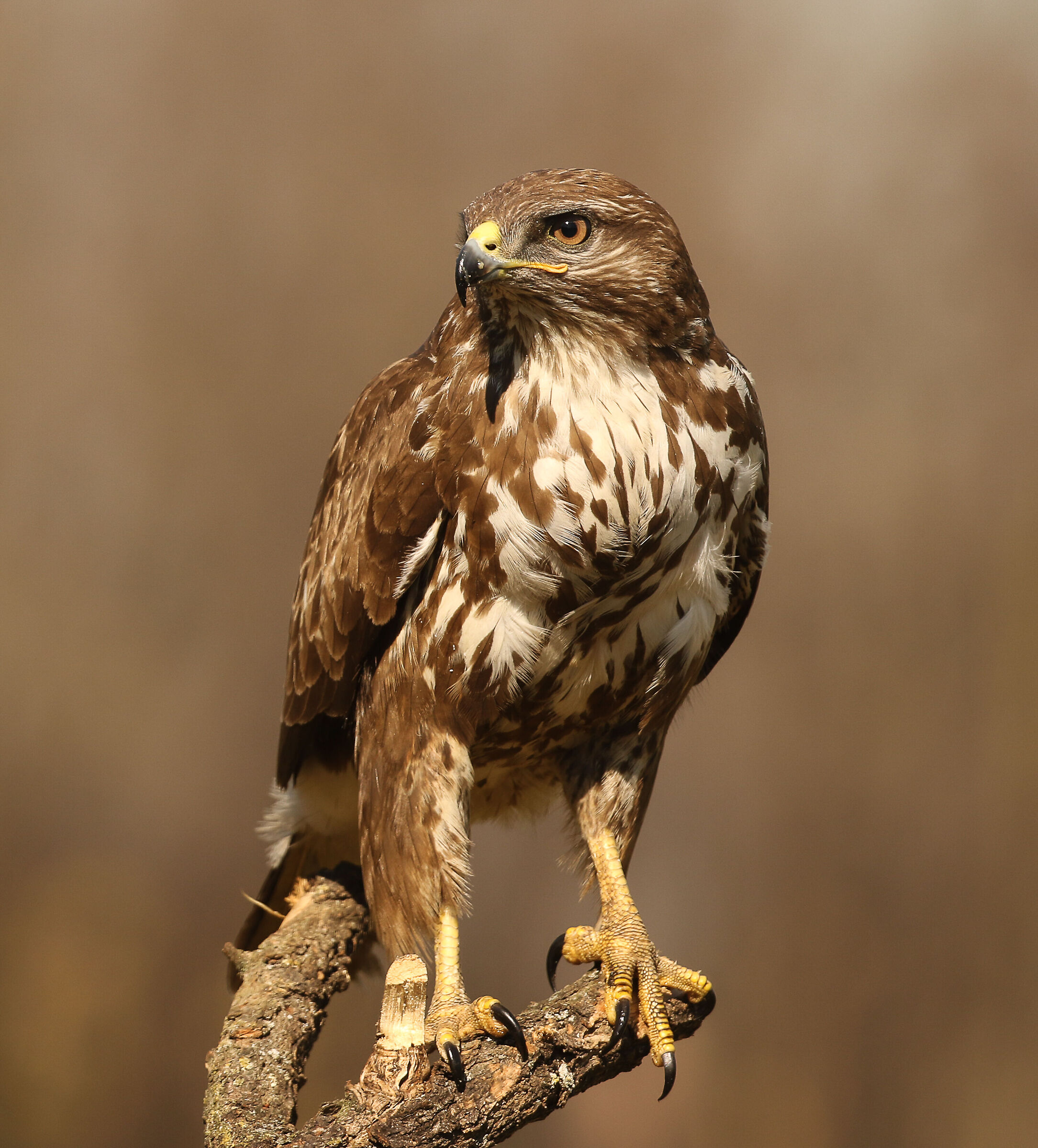 Buzzard