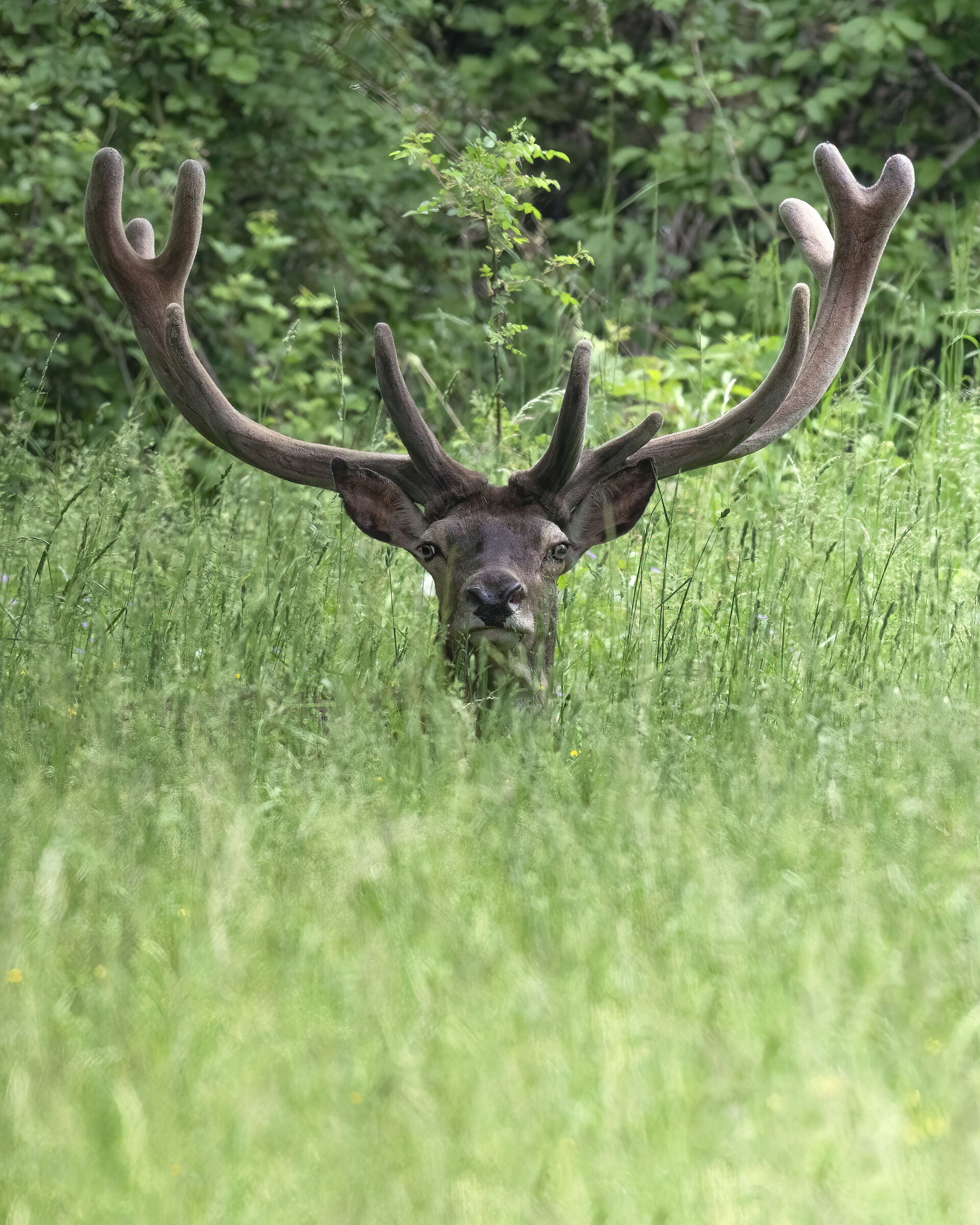 Cervo in velluto