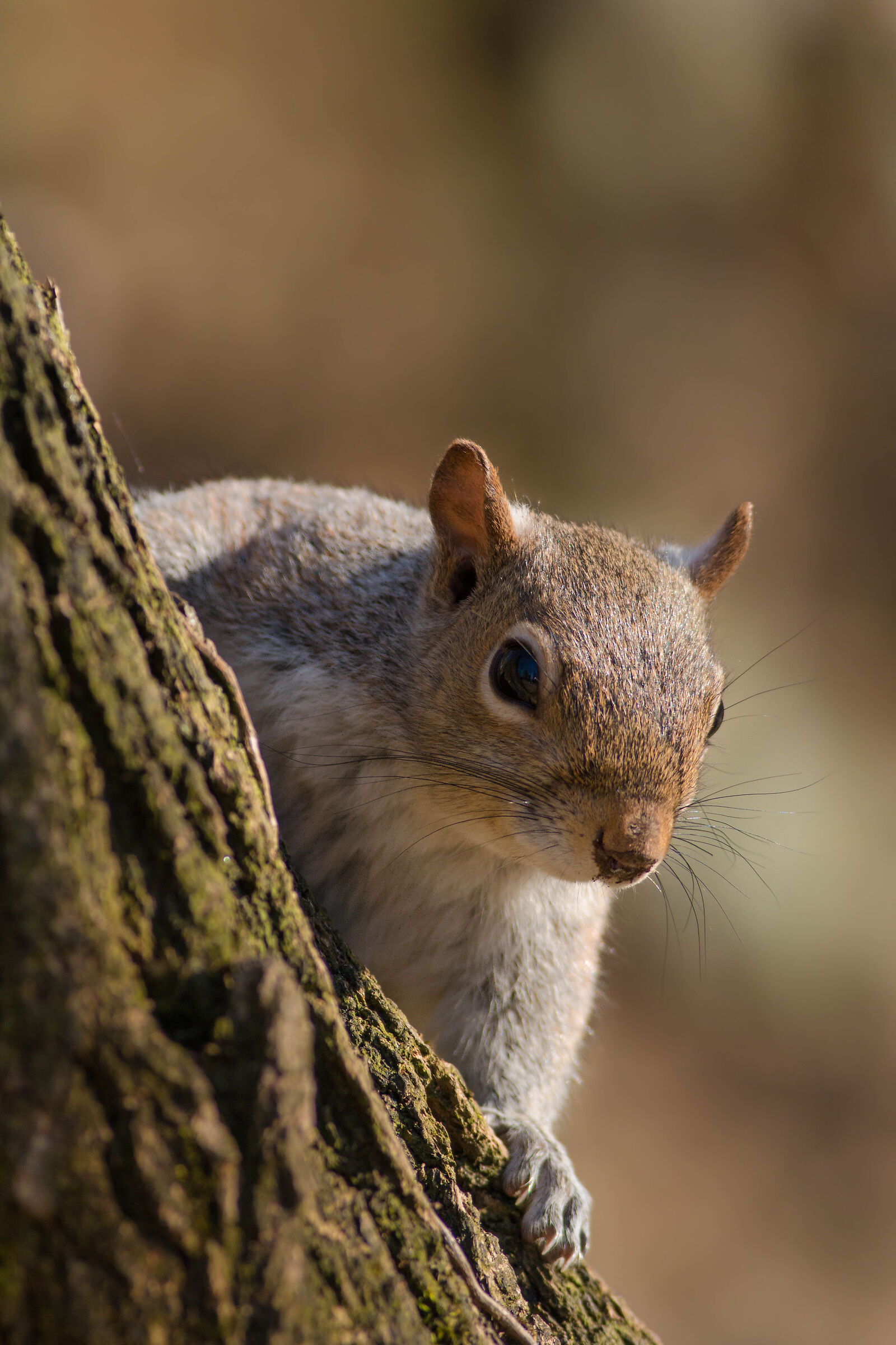 Sciurus carolinensis