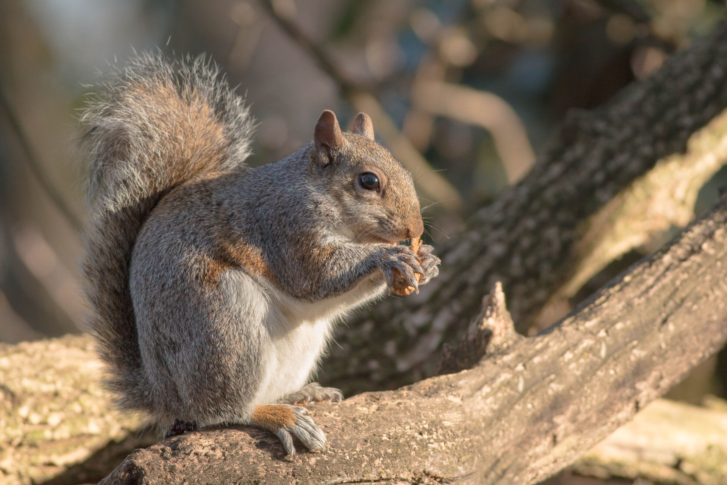 Sciurus carolinensis