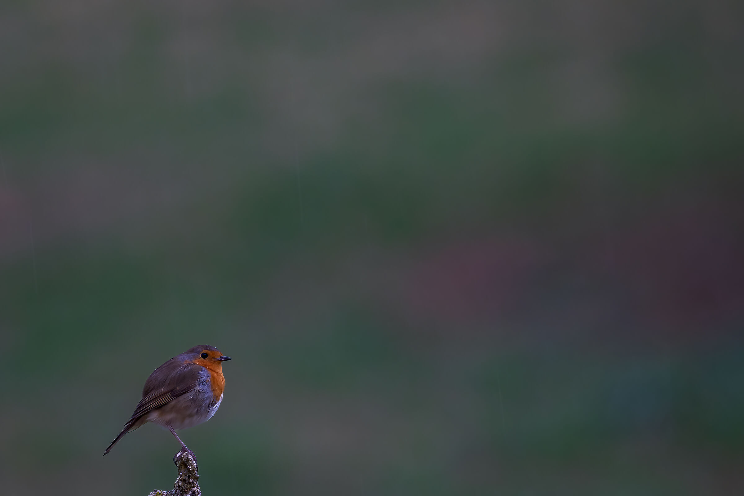 Il pettirosso e la pioggerellina