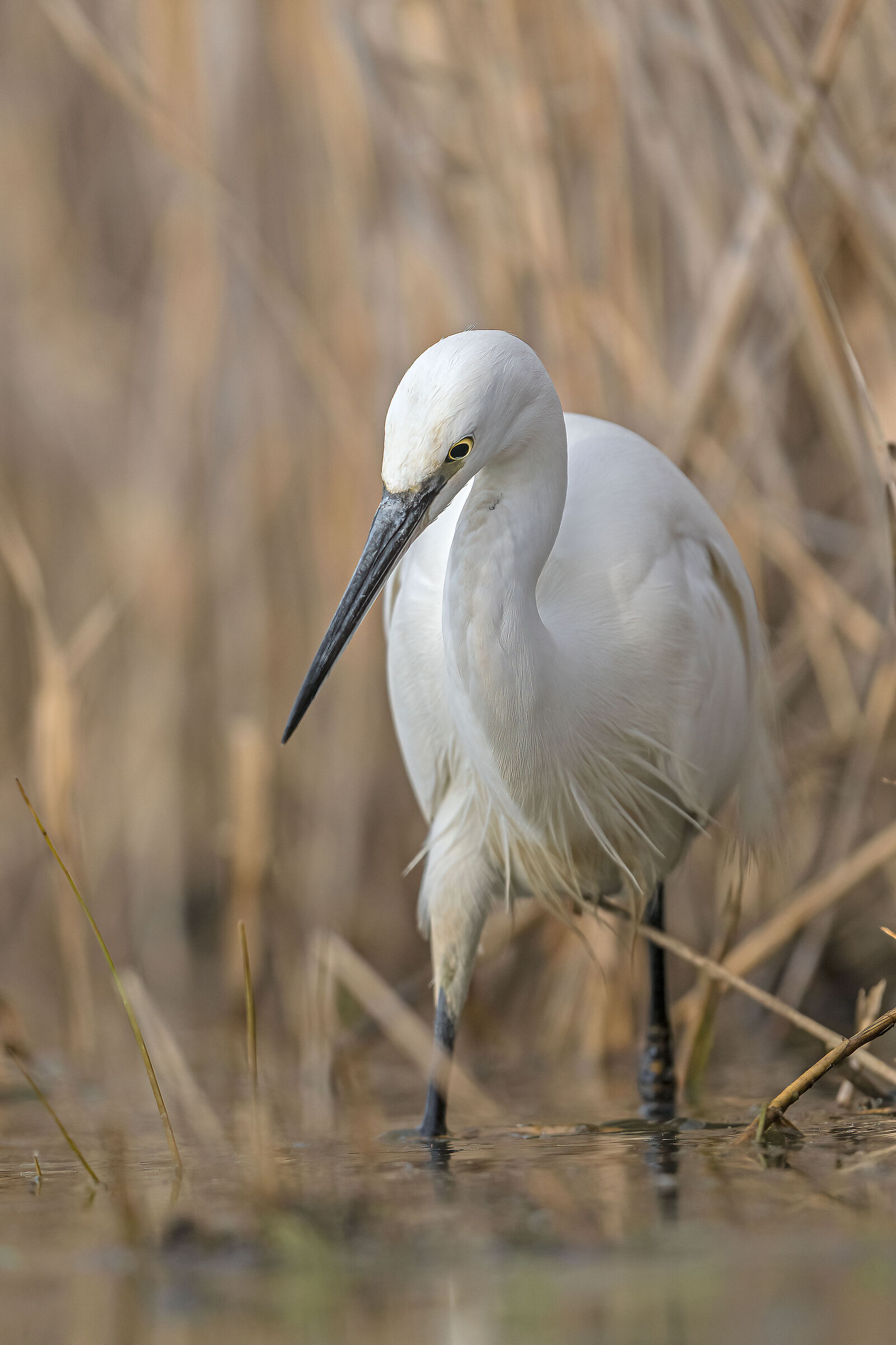 Egret on the hunt