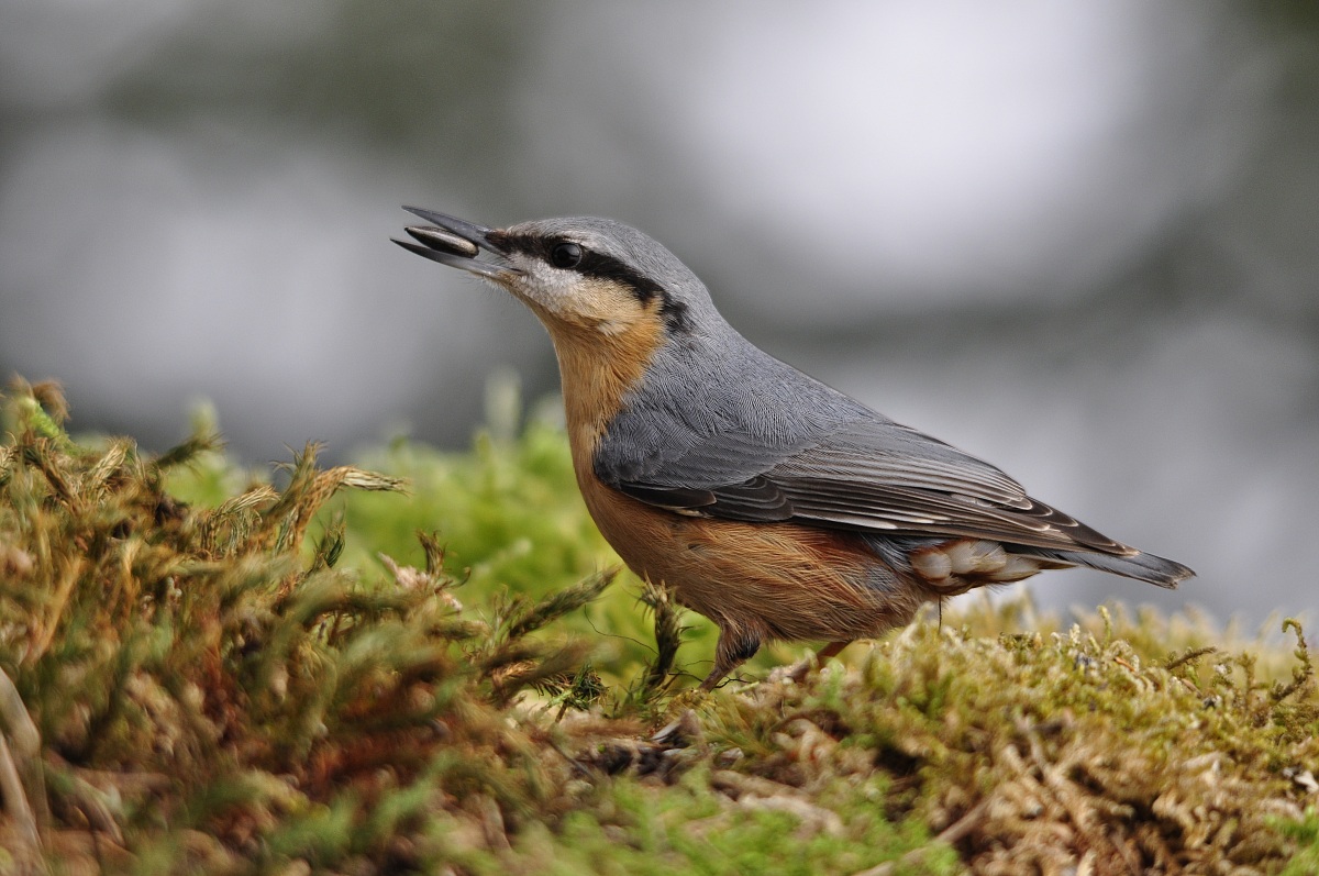 Nuthatch greedy