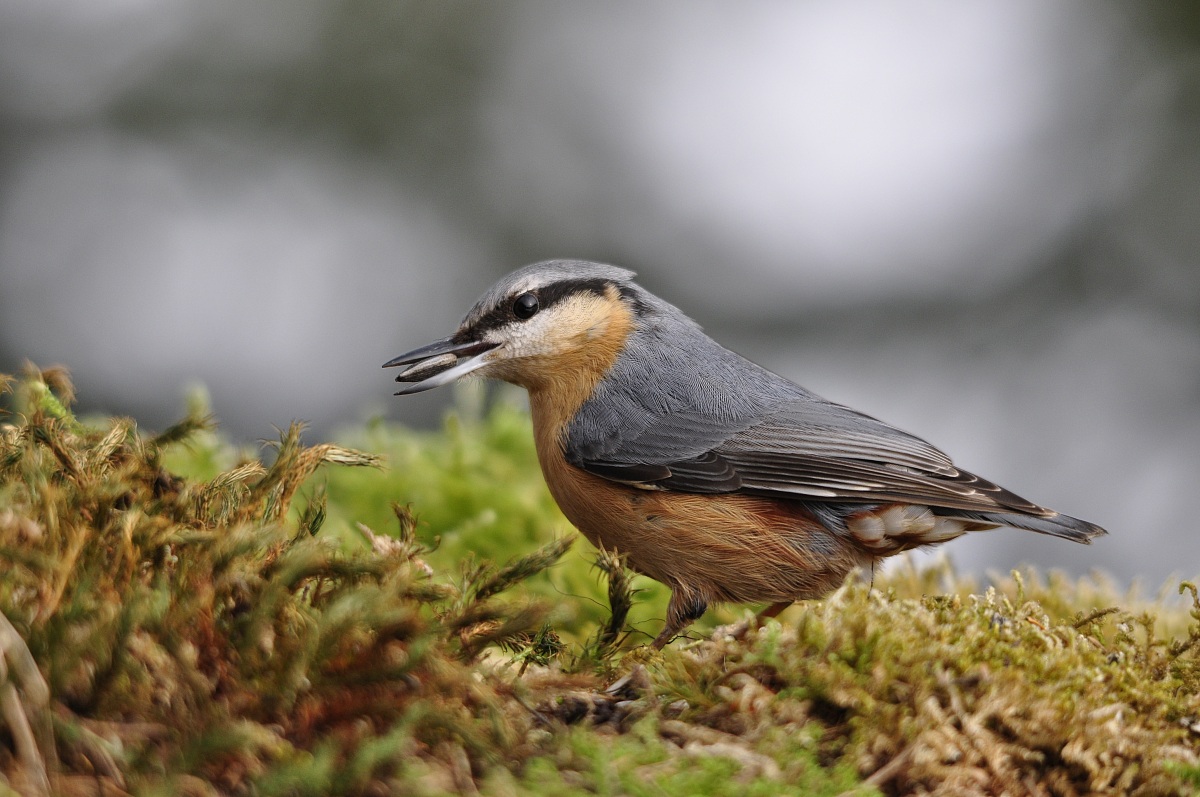 Nuthatch greedy 2