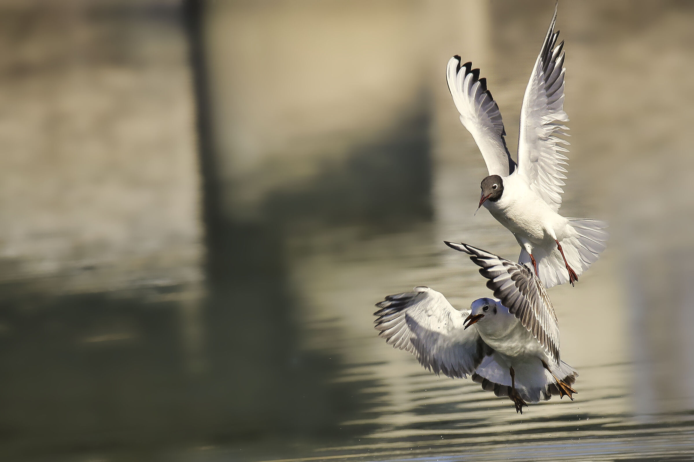 1dx tamron 150-600 g2