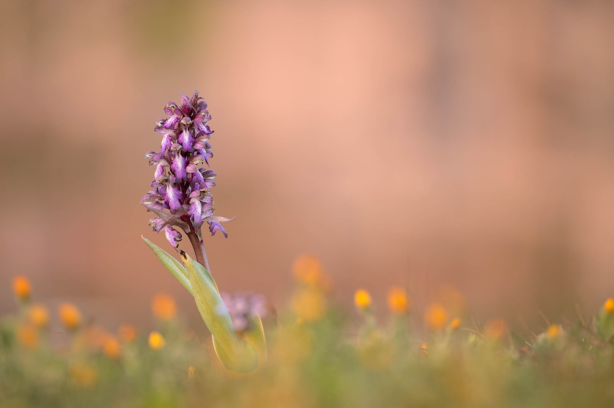 Himantoglossum robertianum