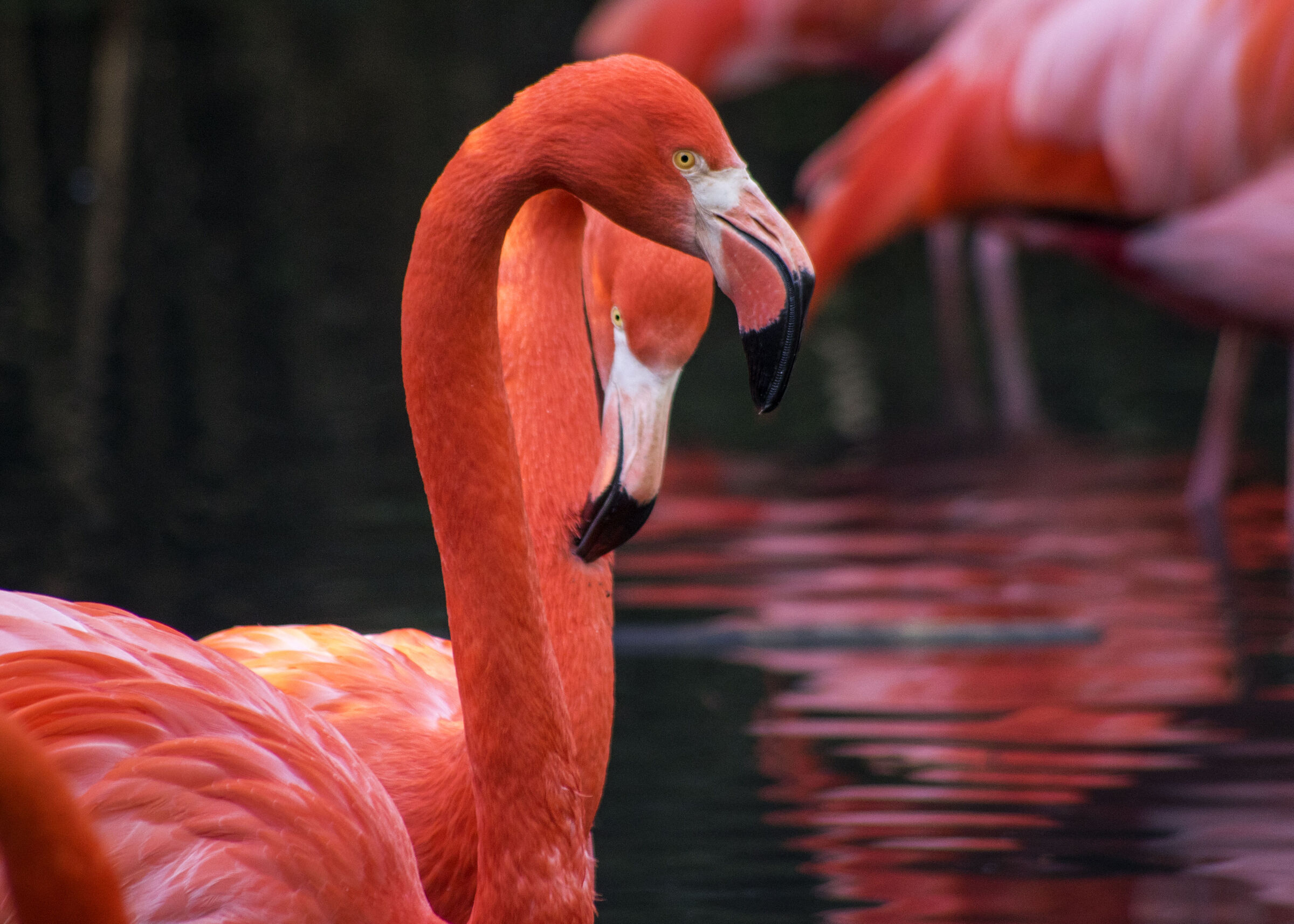 Flamingos