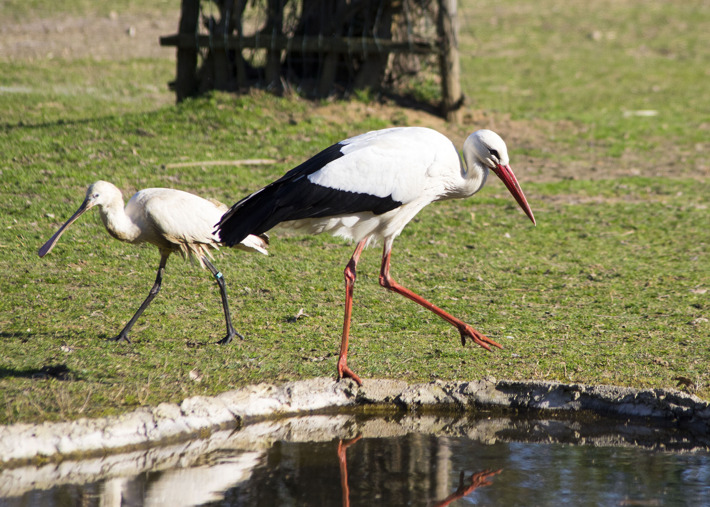 Stork