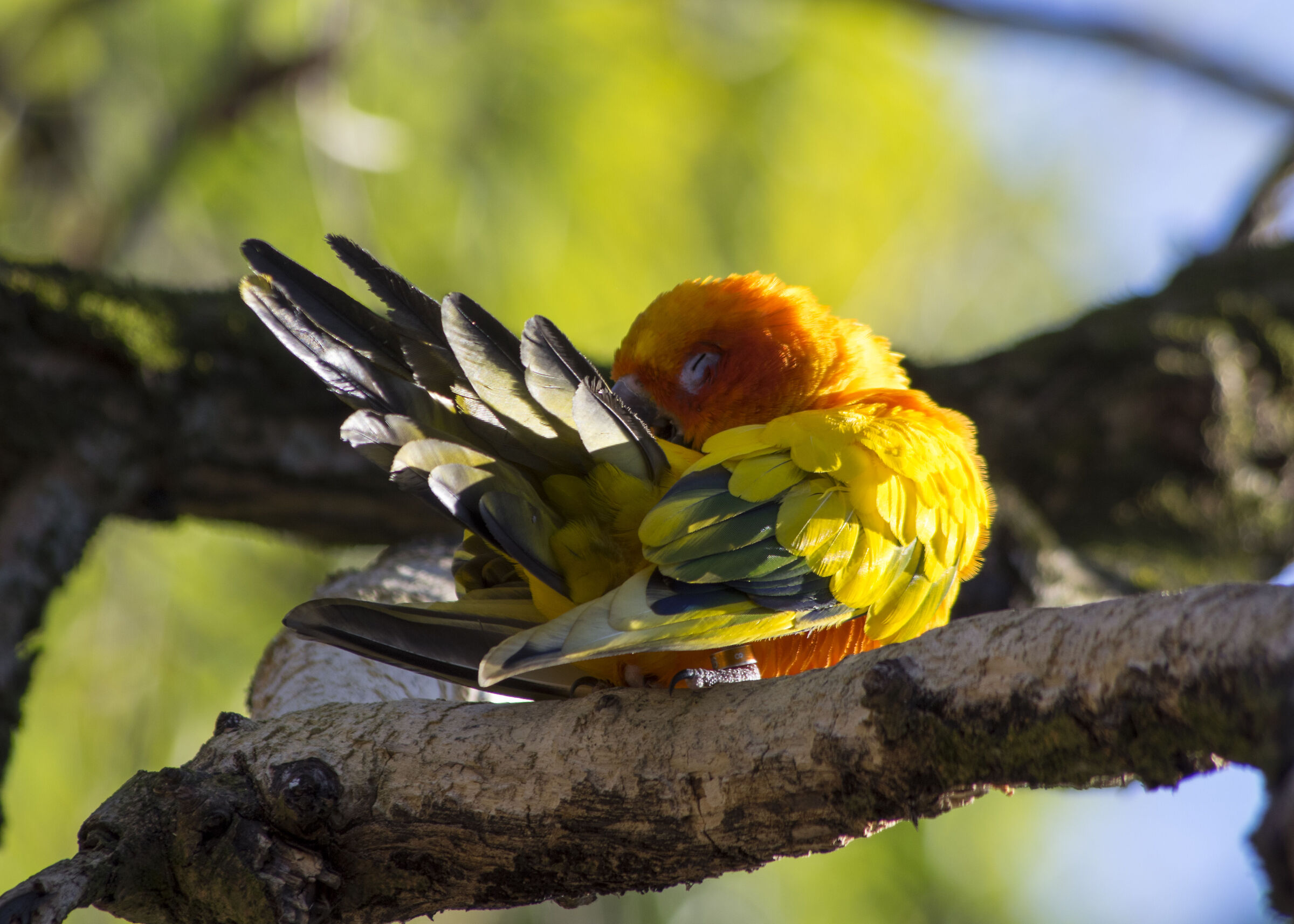 Parakeet