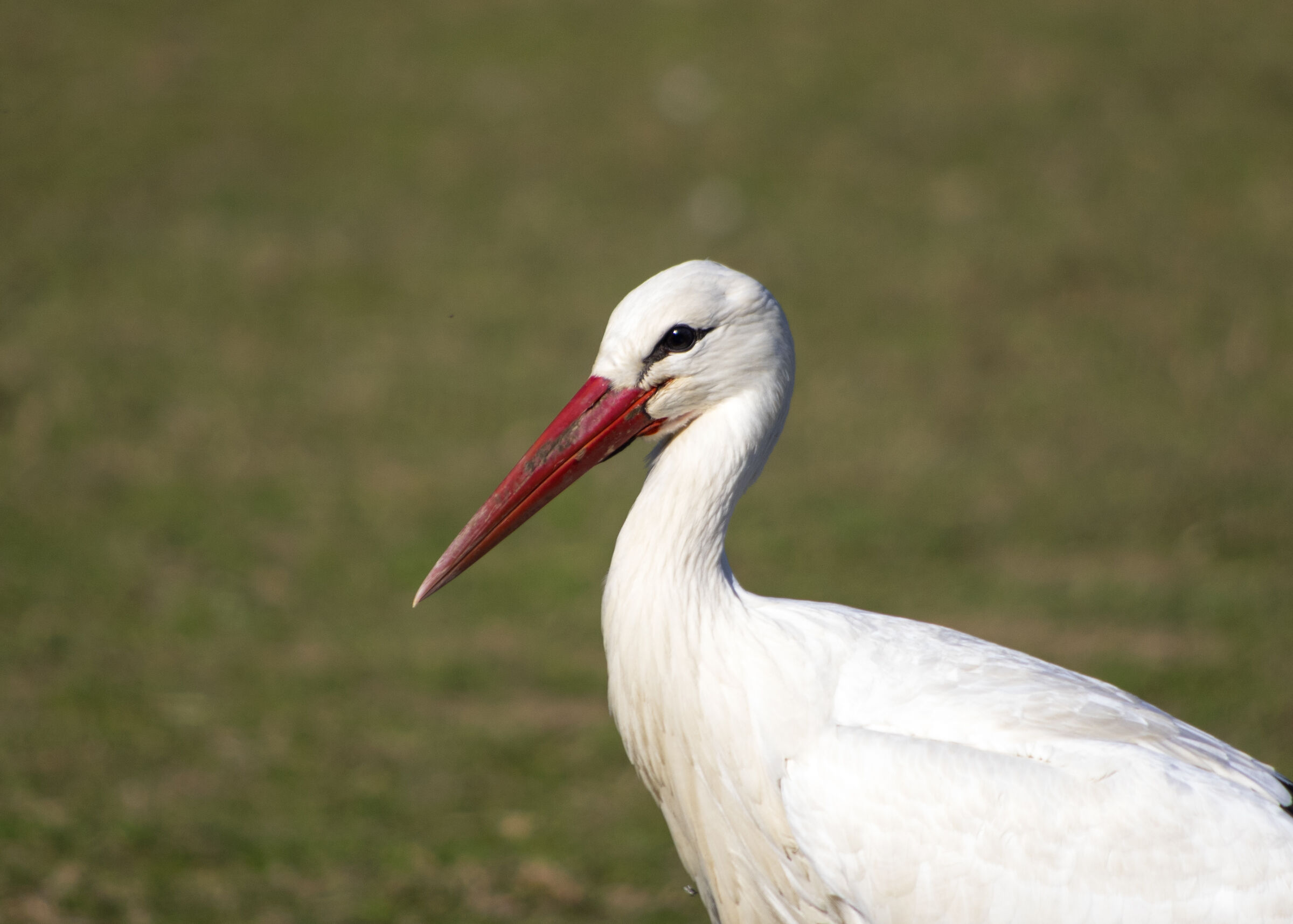 Stork