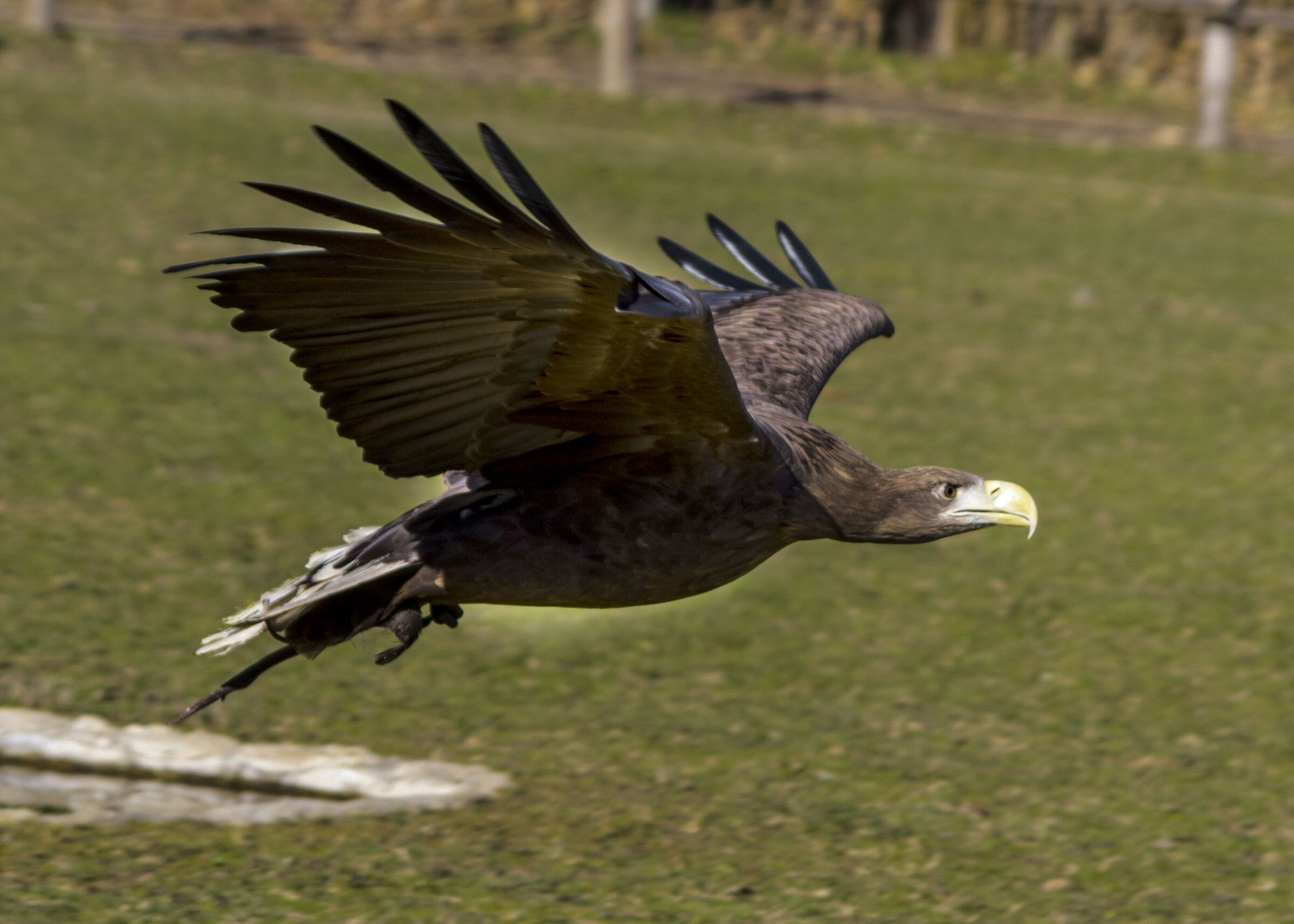 Eagle