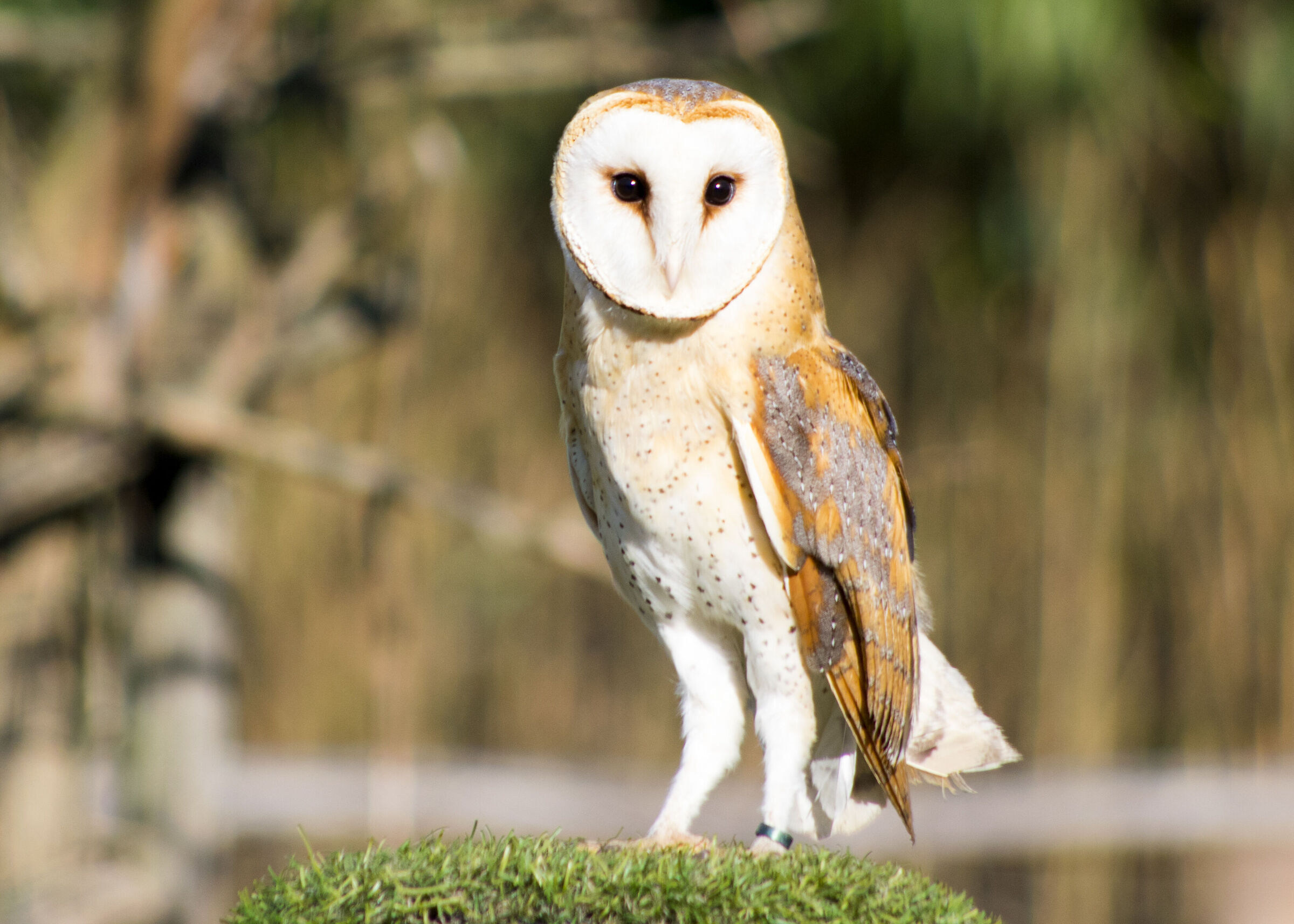 Barn owl