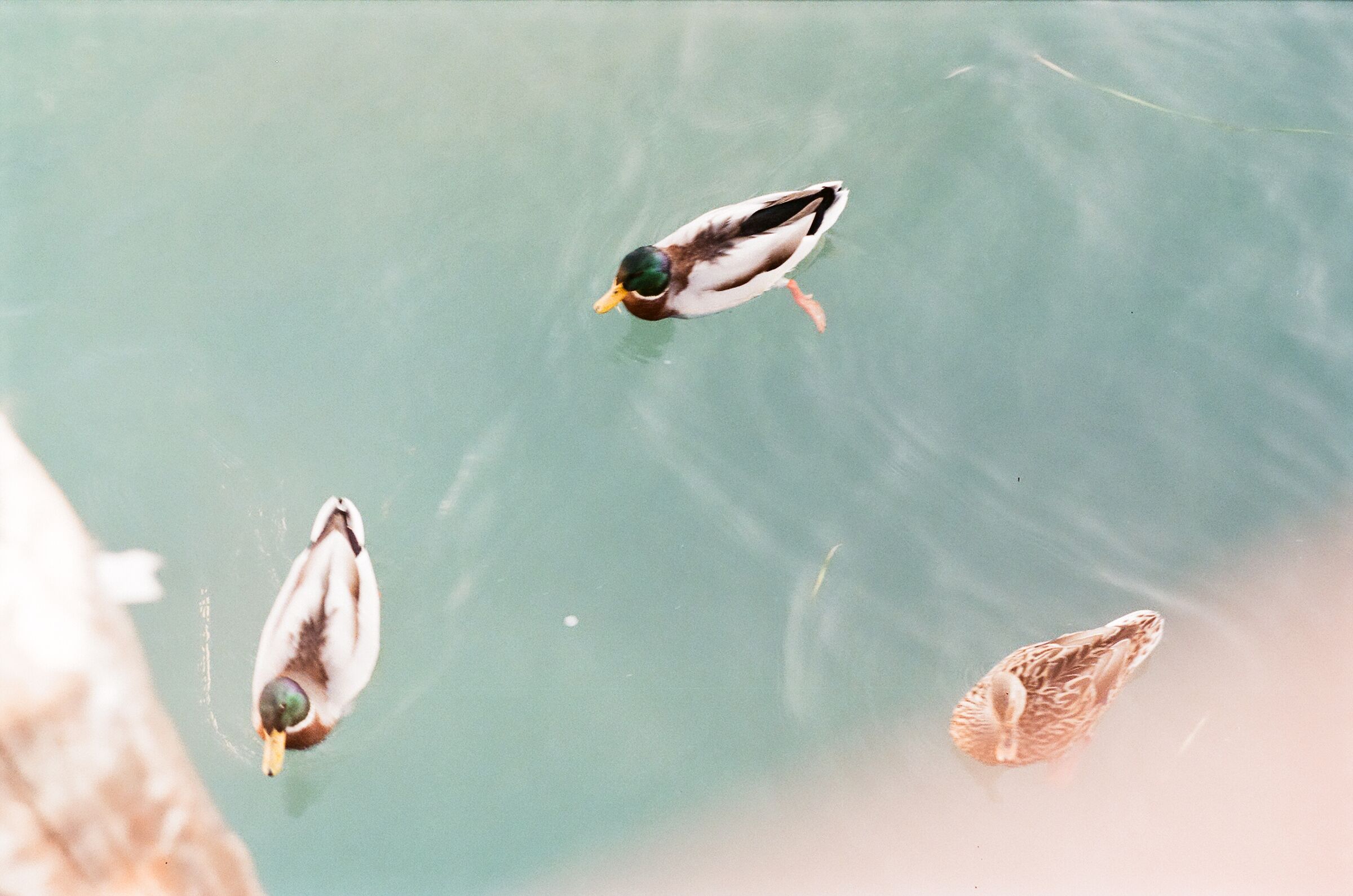 "The triangle doesn't"