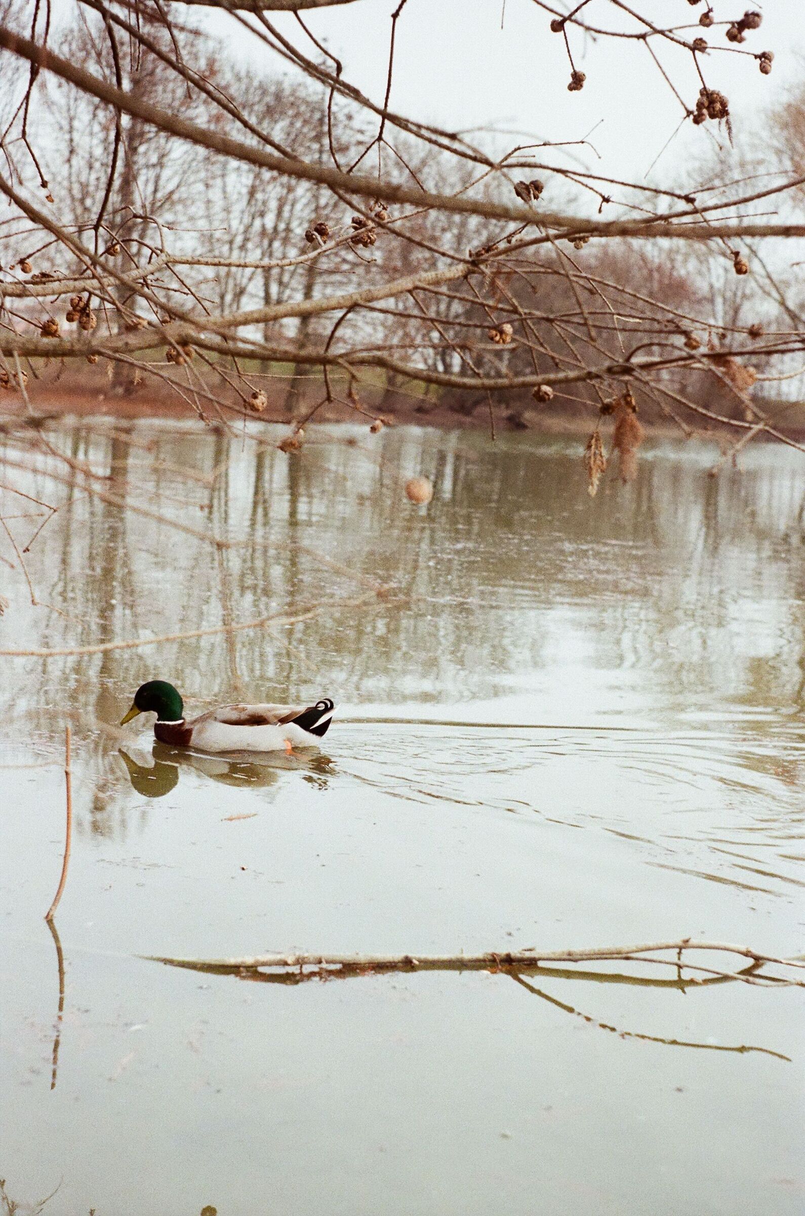 Lone duck