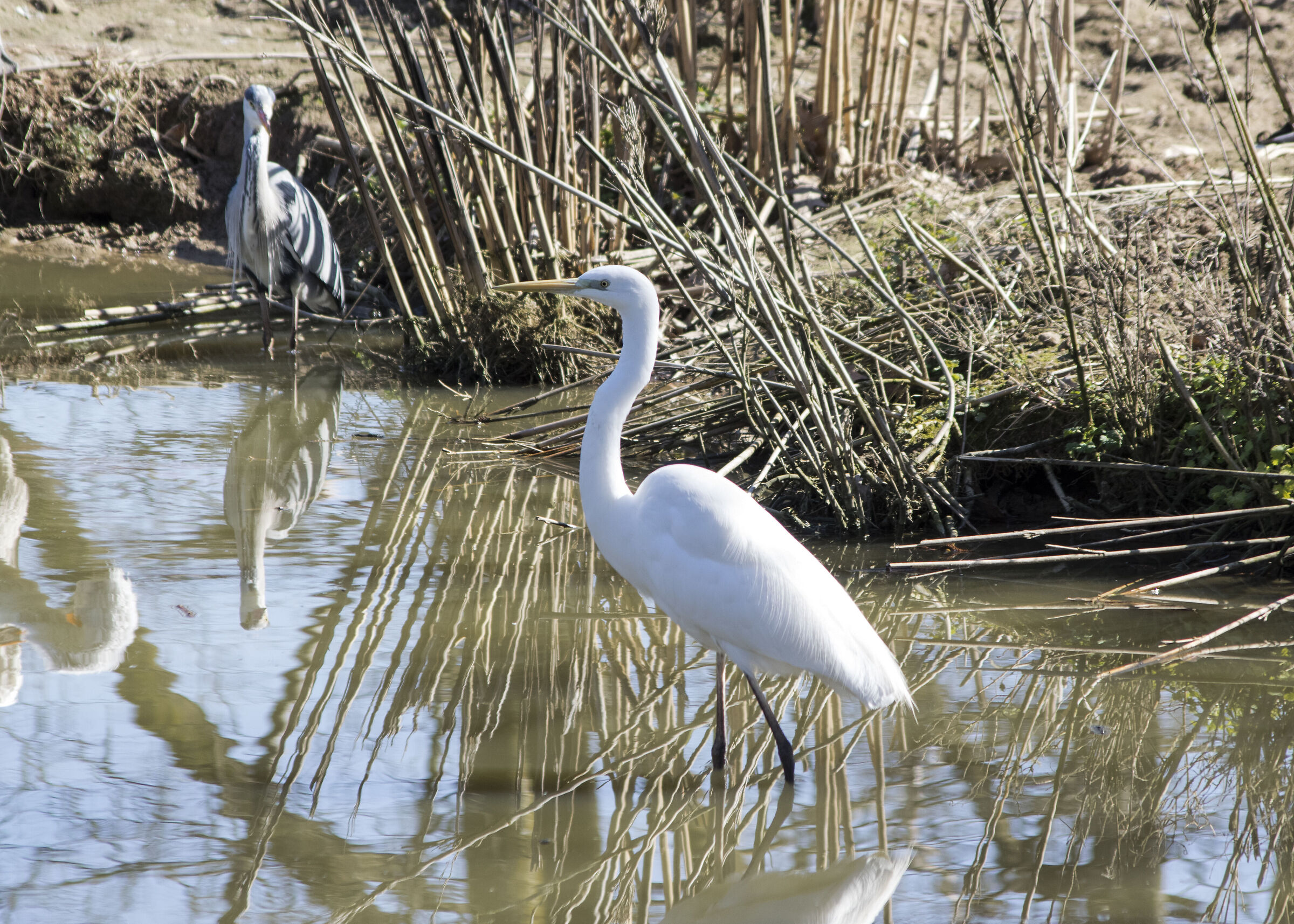 Egretta
