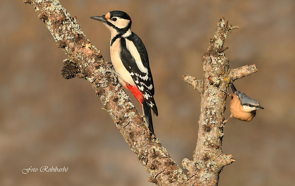 Il Maggiore e il Muratore...