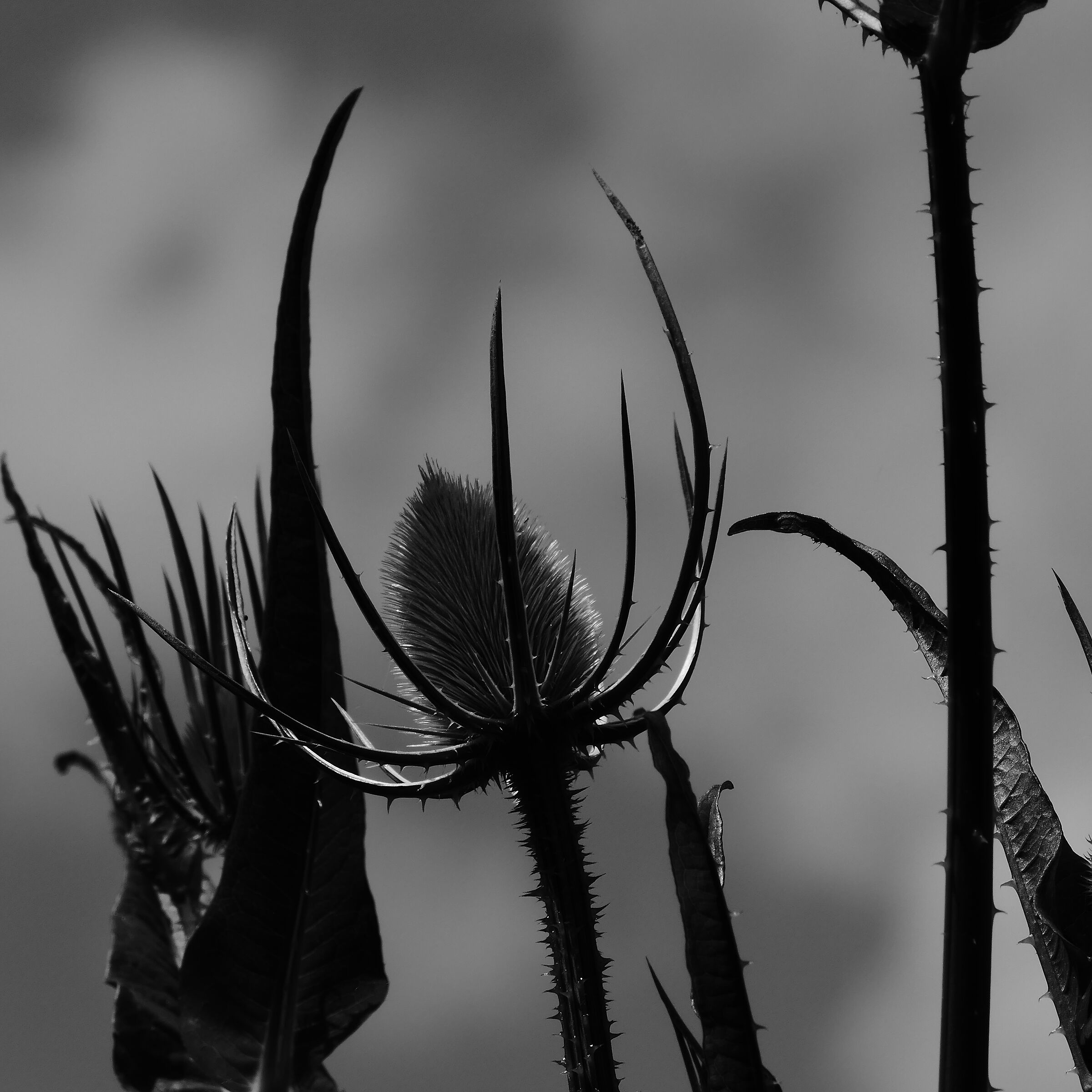 Thorny flora