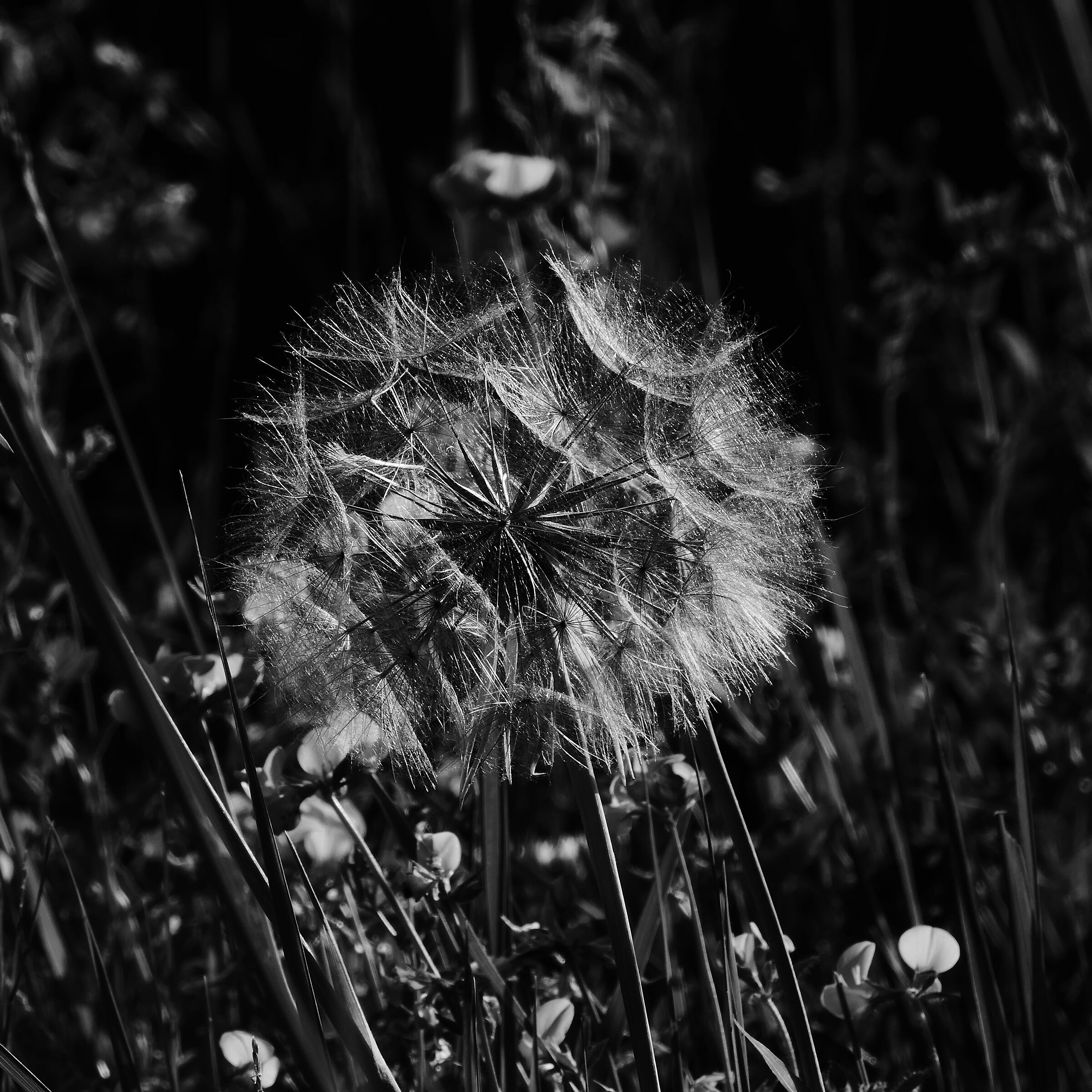 Puffy flora