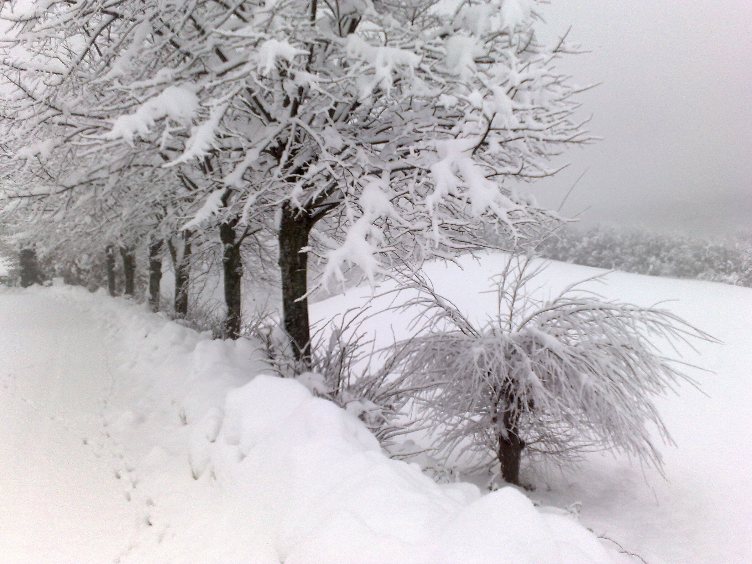 Neve