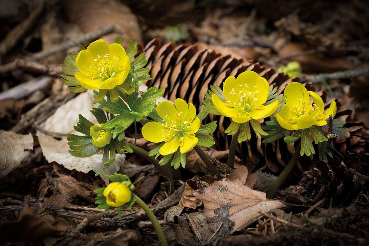 Eranthis Hyemalis