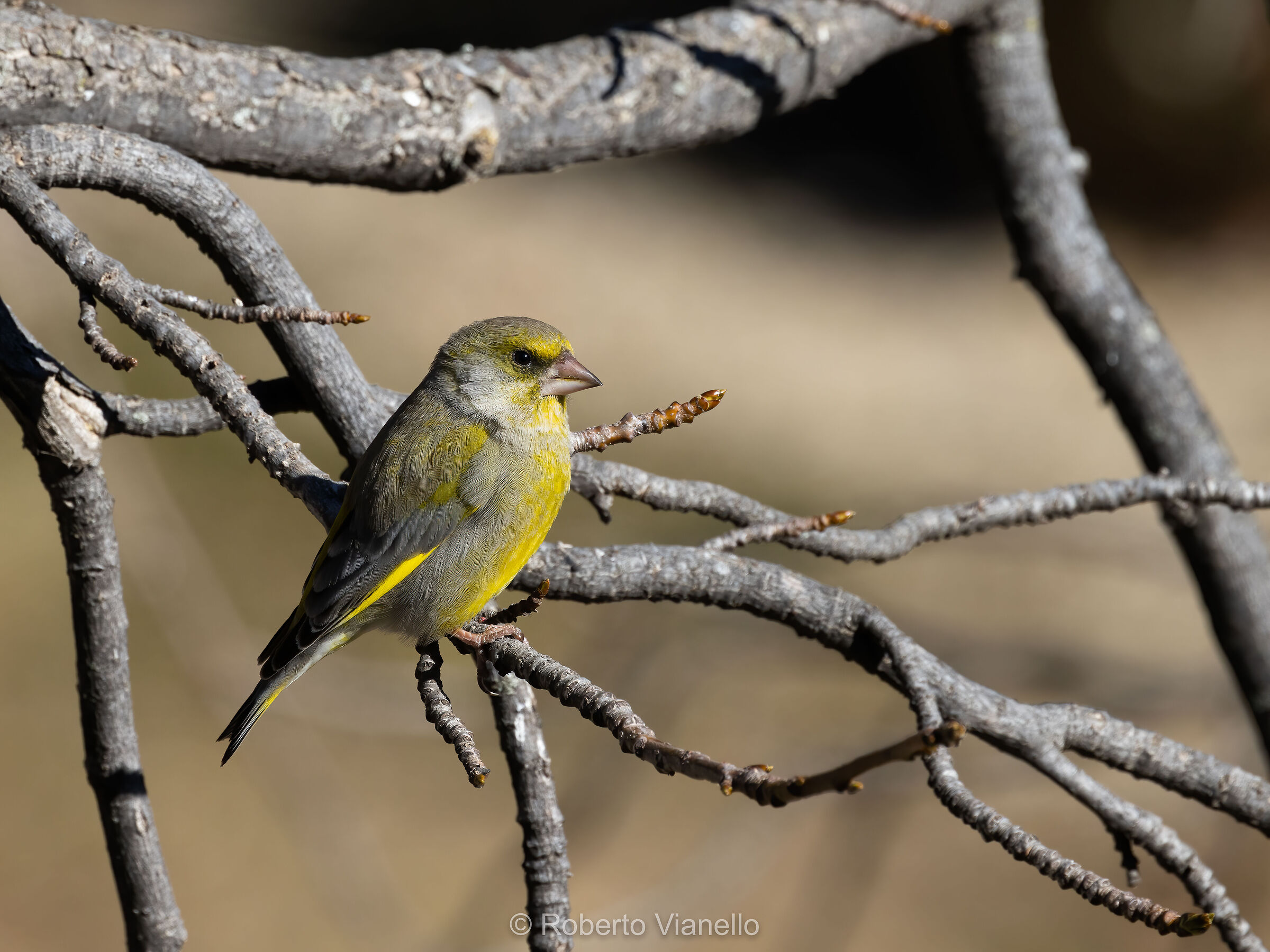 Verdone (Chloris chloris)