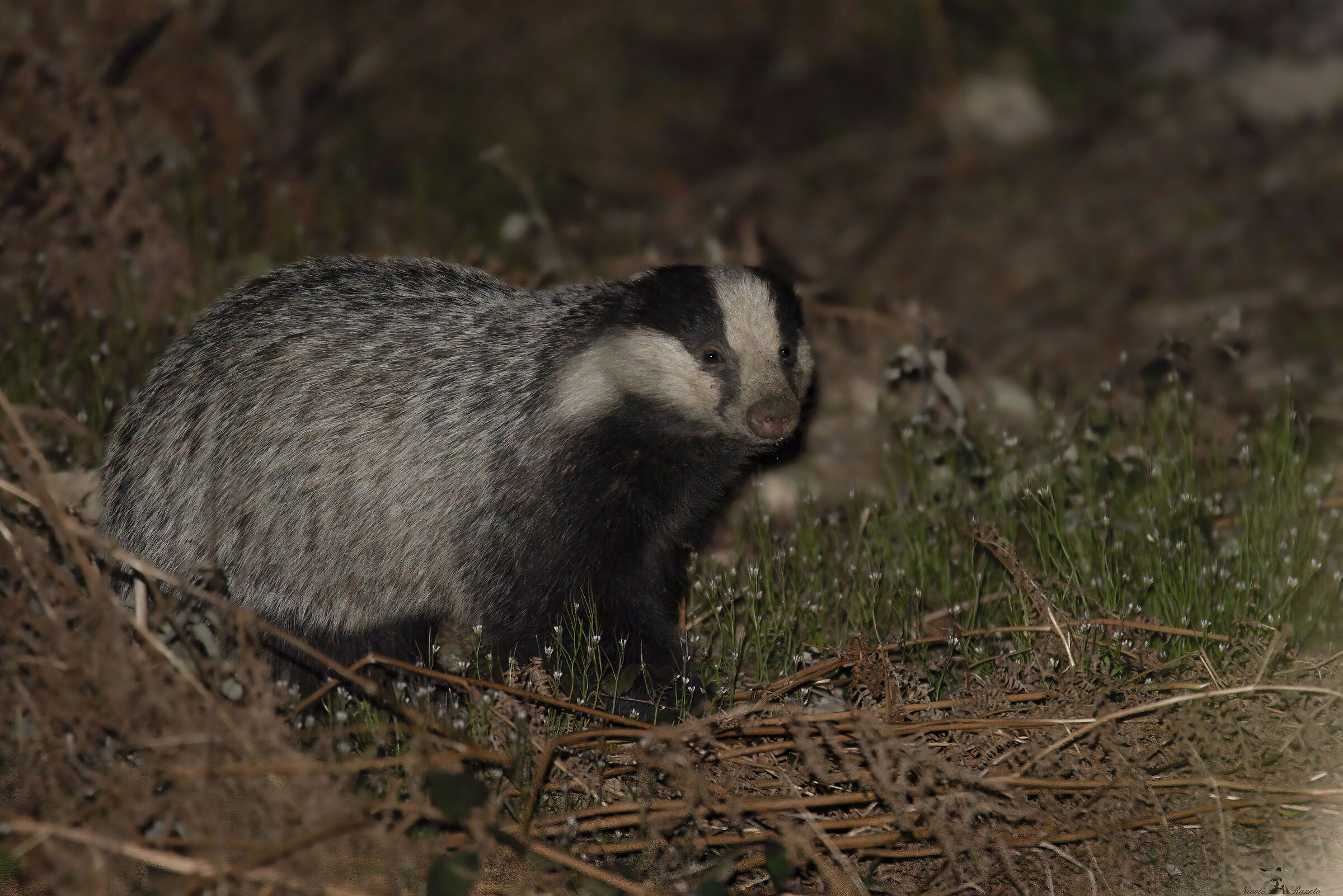 Badger