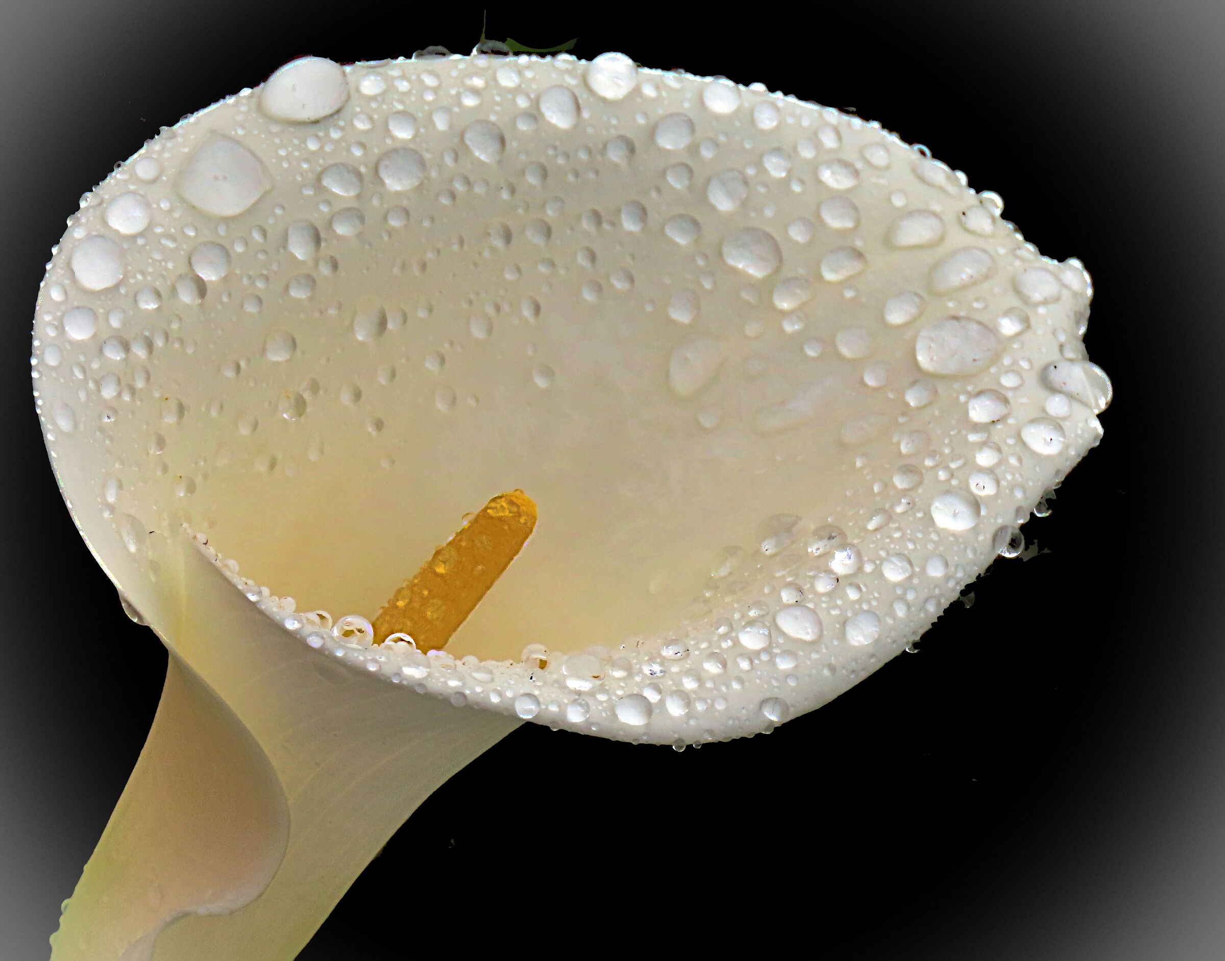 Calla wet