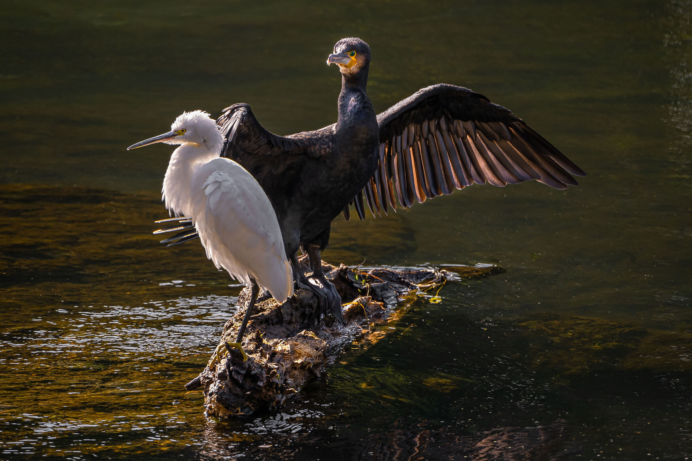 don't worry I'll fix you......