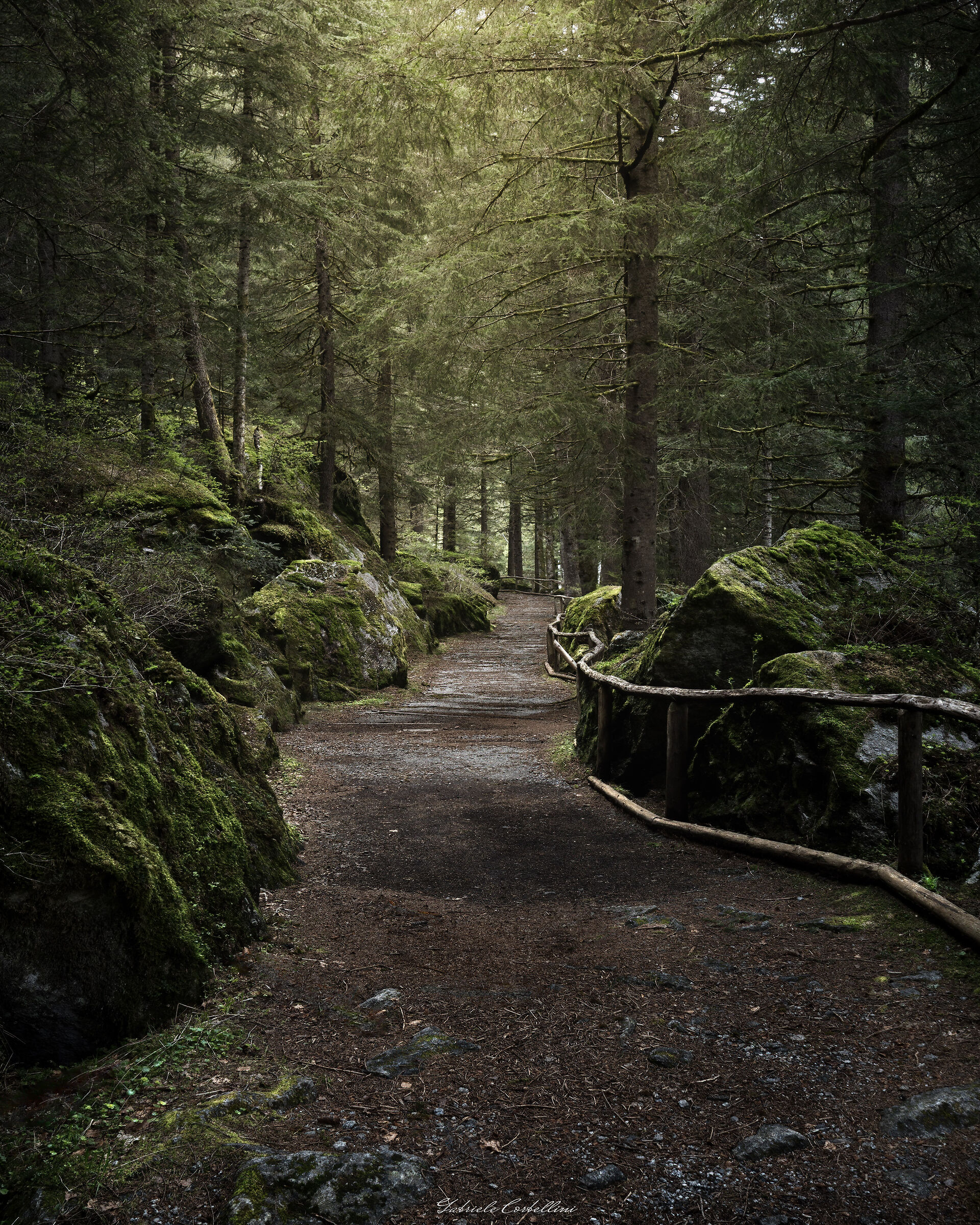 Forest