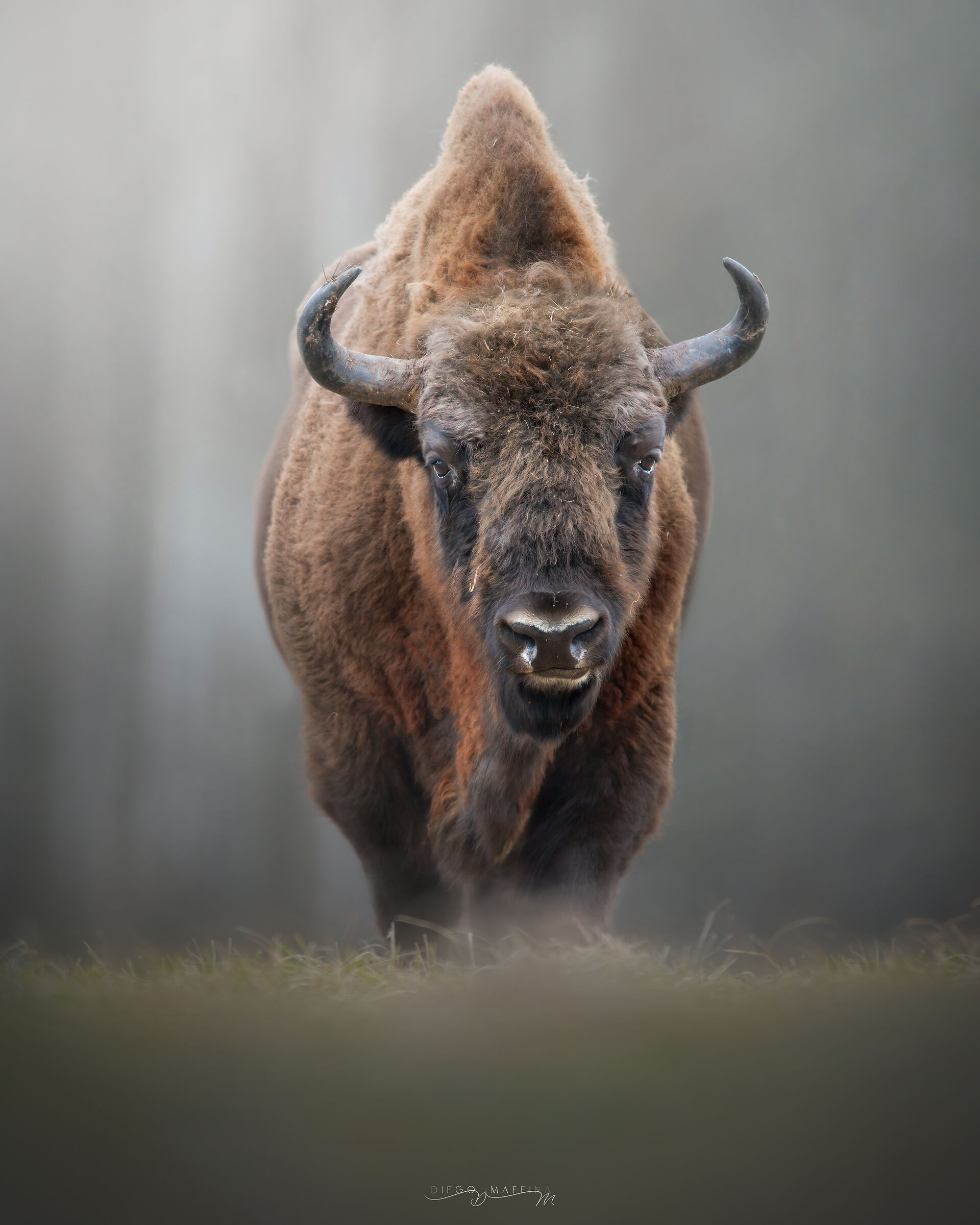 In The Forest Of Giants