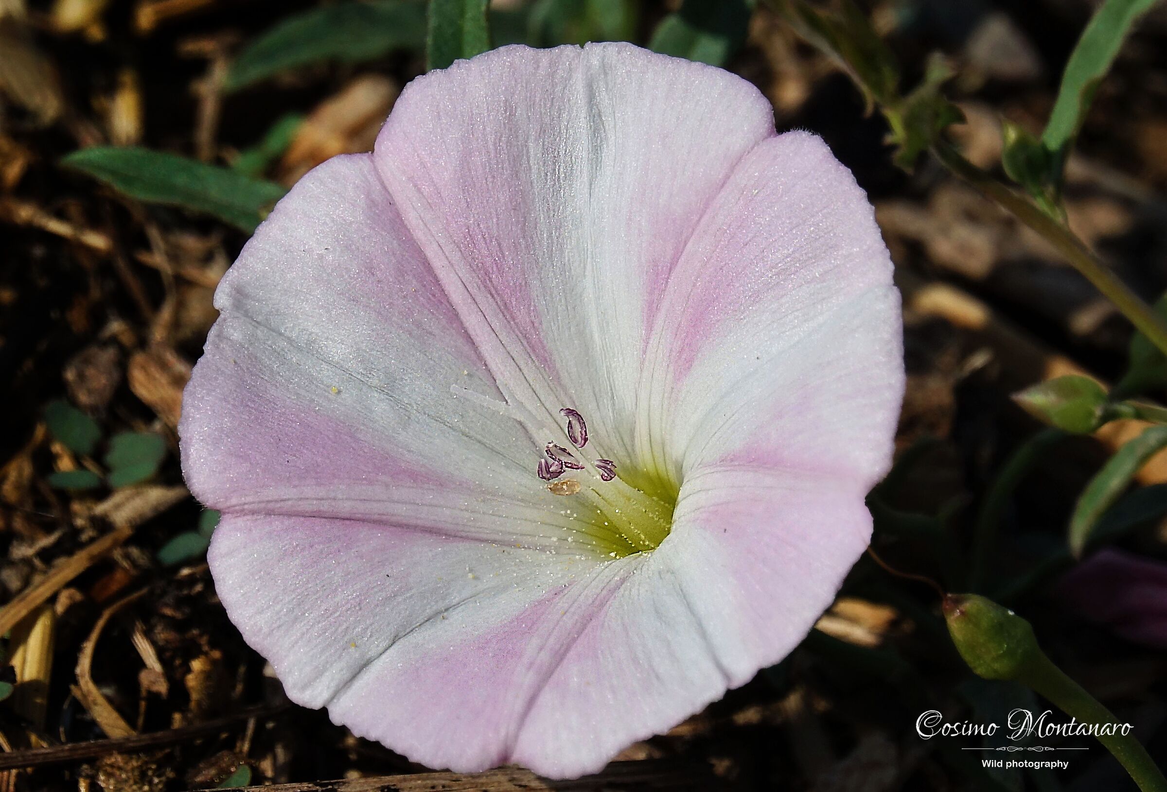 Convolvulus arvensis L.