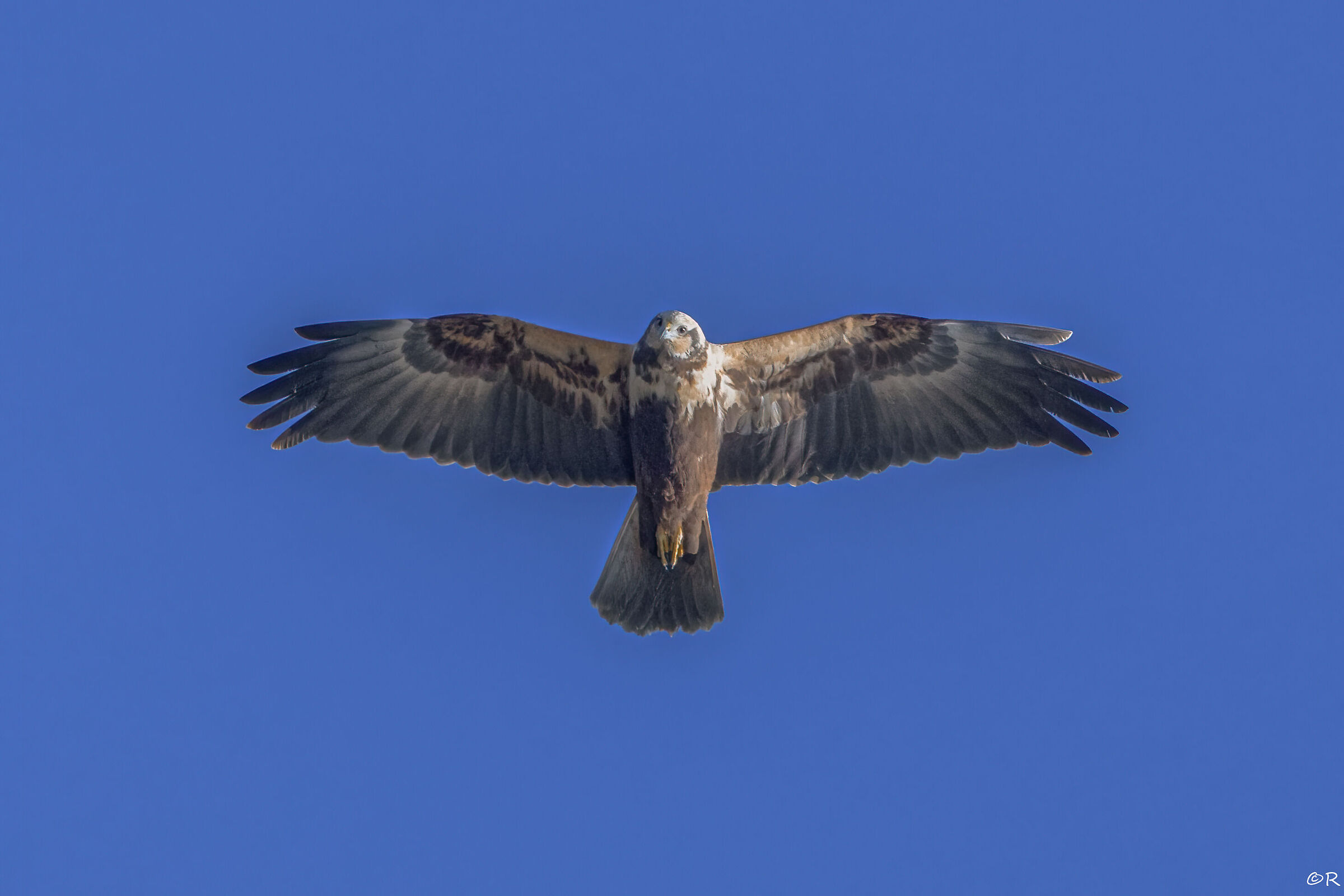 marsh falcon straight up