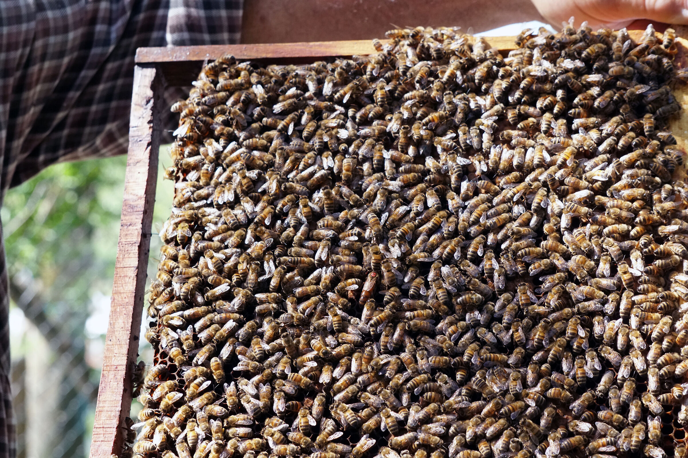 Where is the queen bee?